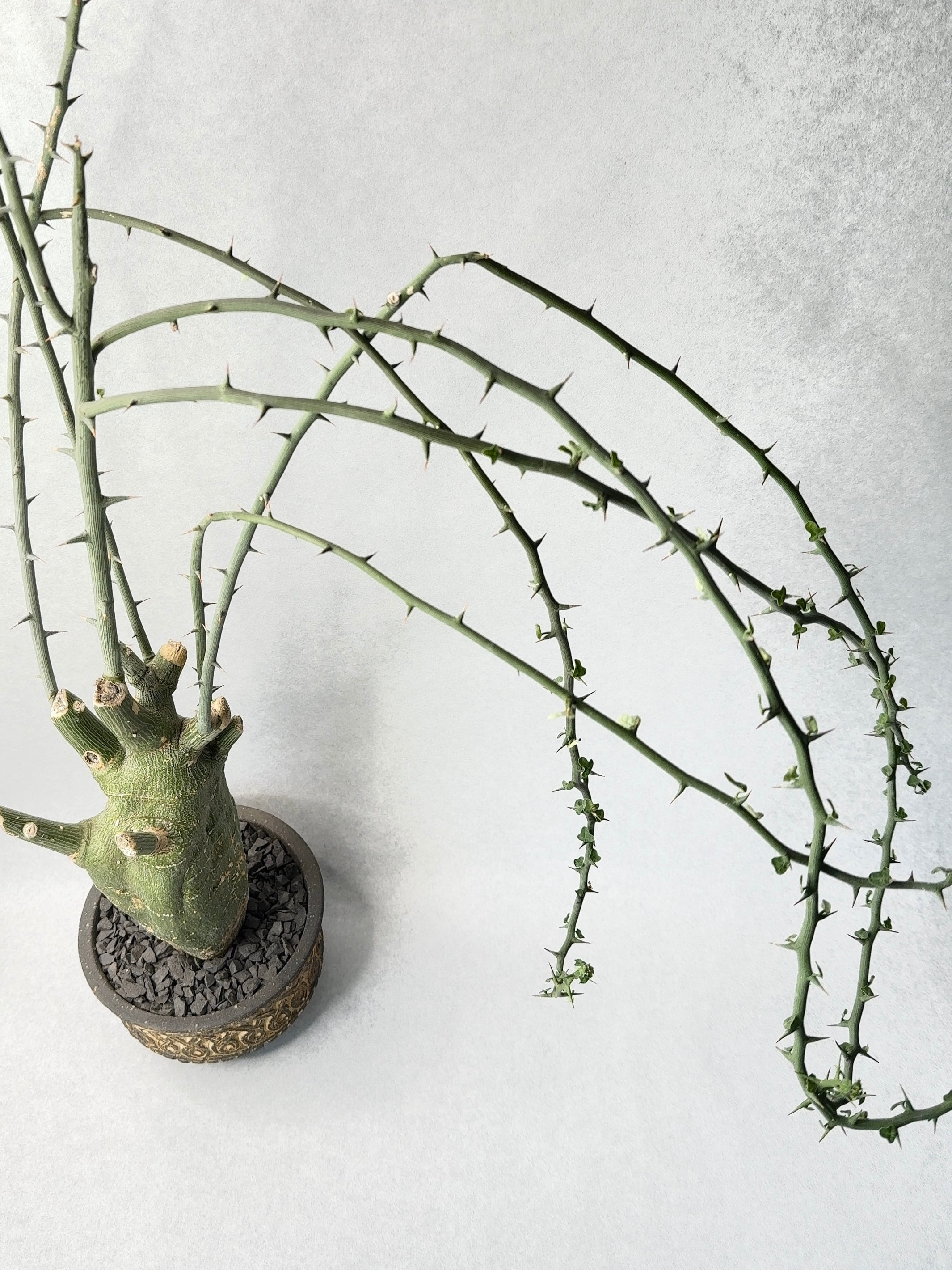 アデニア・プセウドグロボーサ | trigger