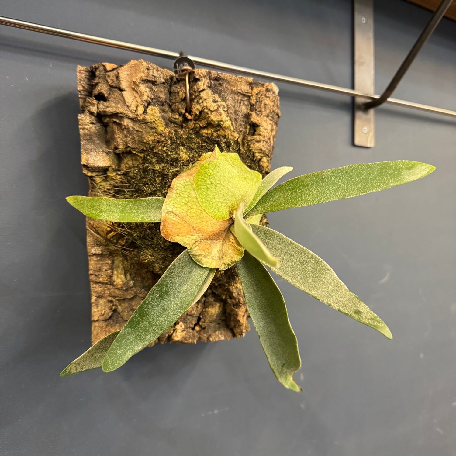 ビカクシダ Platycerium veitchii 板付け【933】 | PROTOLEAF プロトリーフ