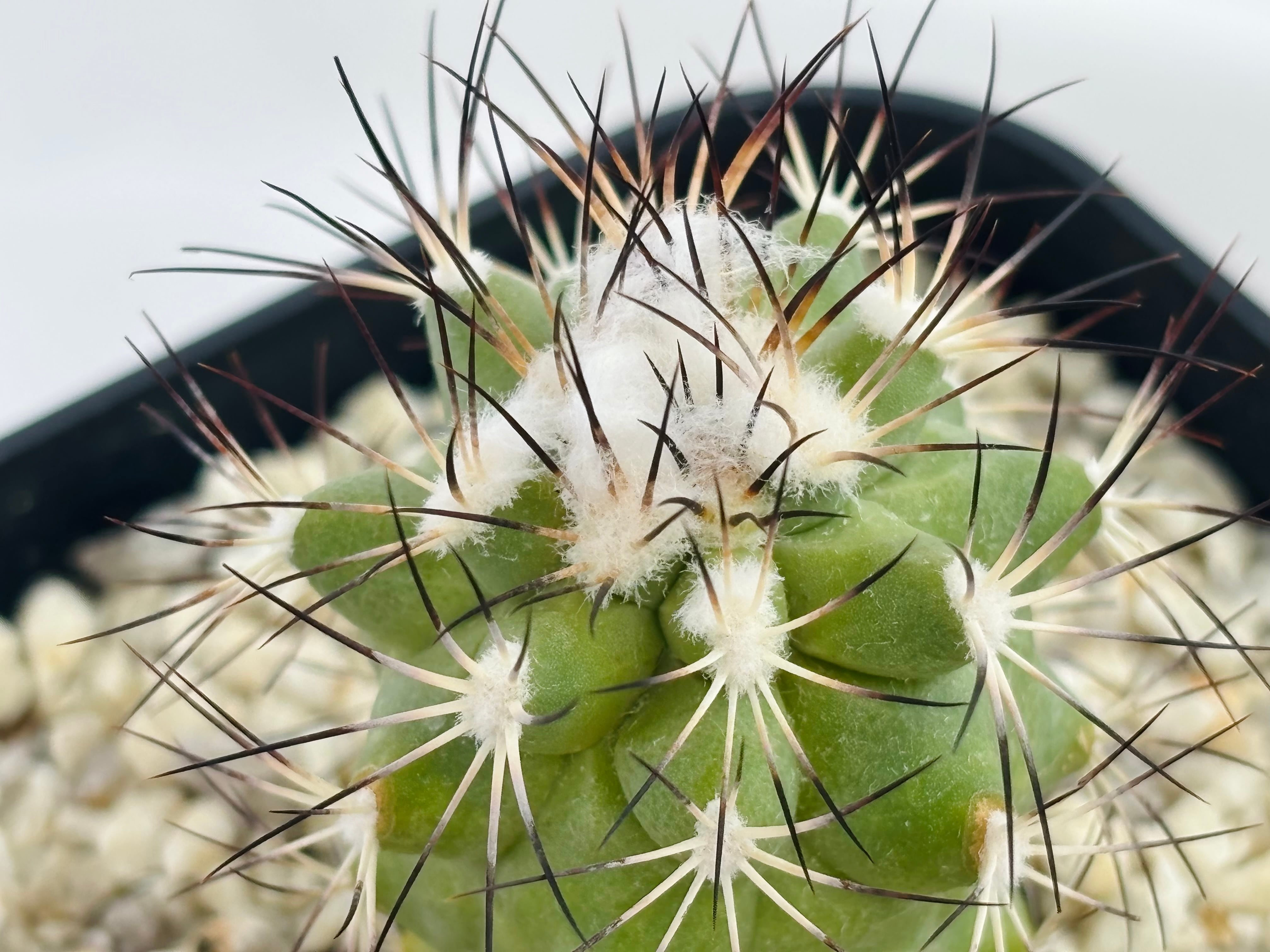 Gymnocactus gielsdorfianus ギムノカクタス 黒槍丸 サボテン | plants