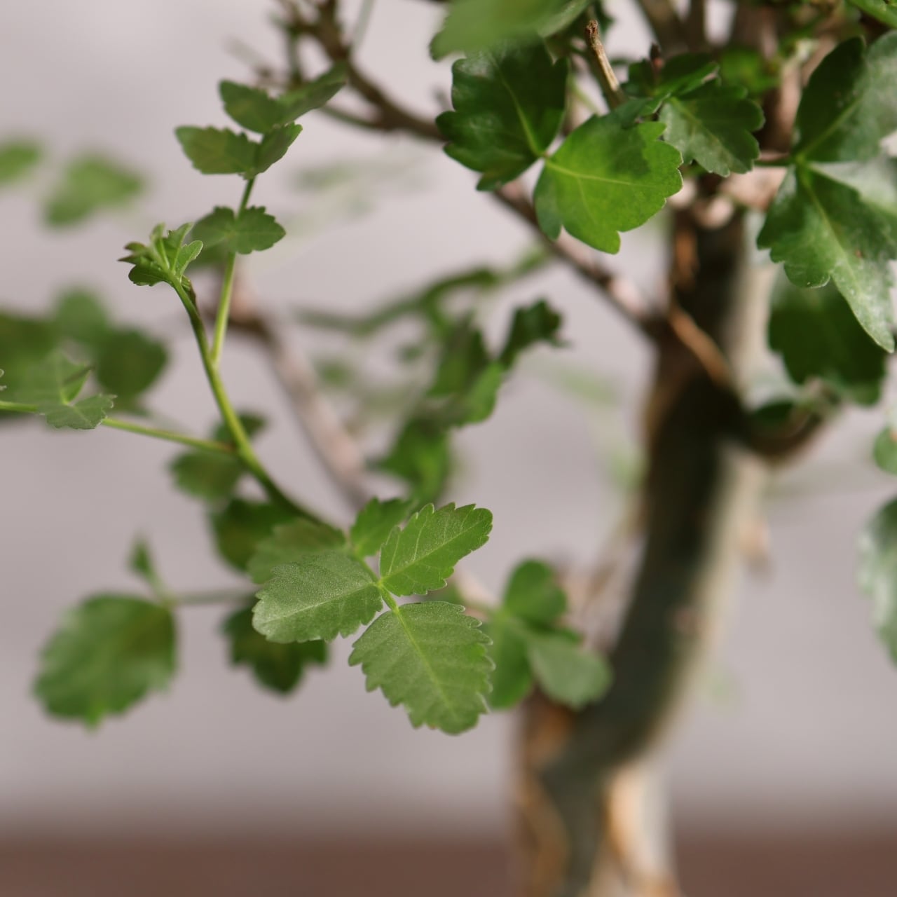 313 剥ける樹皮が魅せる『ブルセラ ファガロイデス Bursera fagaroides