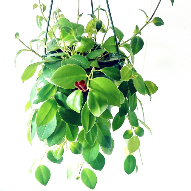 【春の限定】エスキナンサス2種セット｜特別価格 送料無料