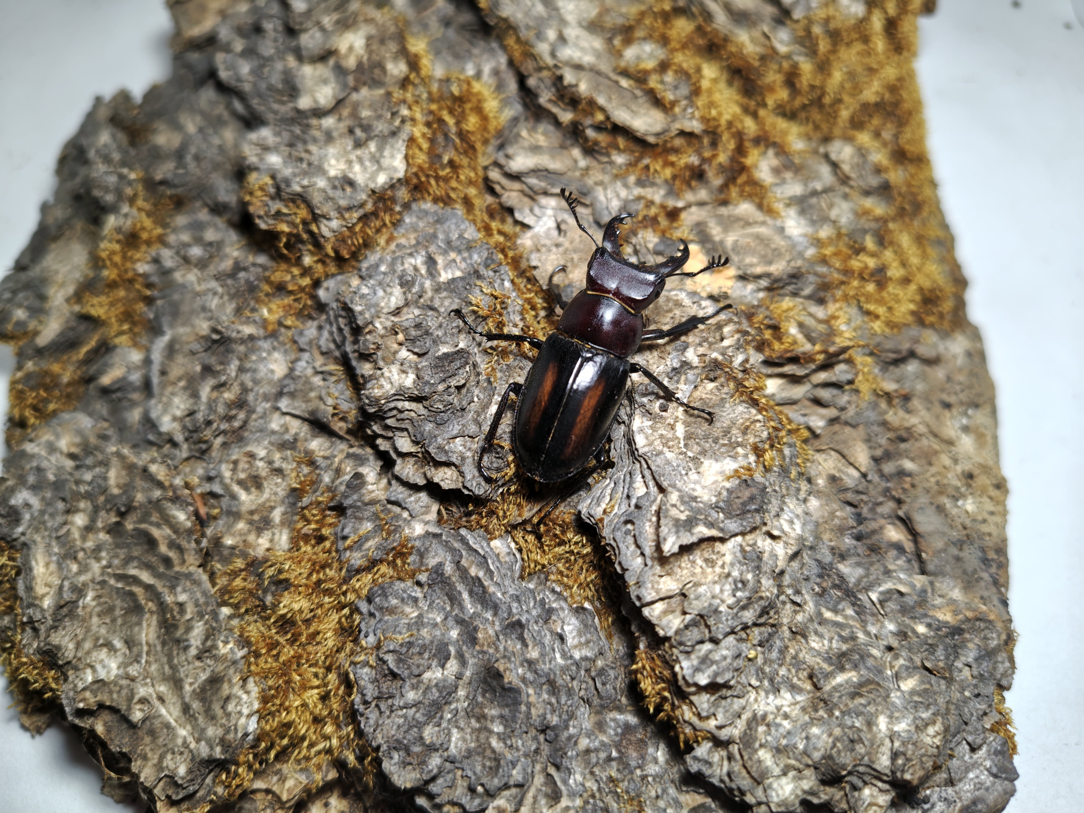 ミクラミヤマクワガタ 標本 標本)ミクラミヤマクワガタ黄紋型