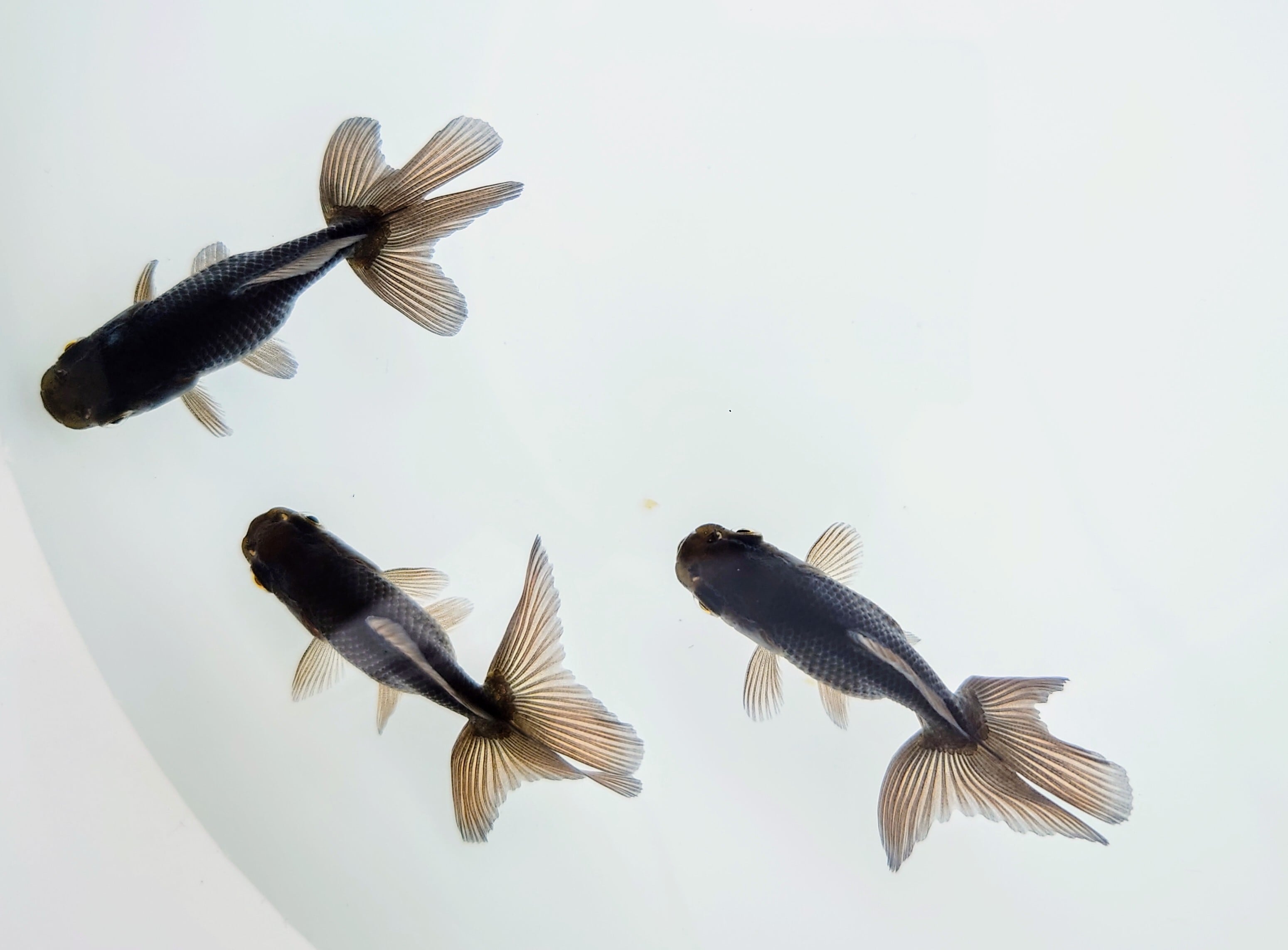 金魚（ブラック系）譲ります