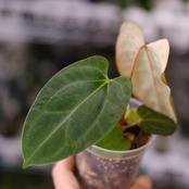 Anthurium Carlablackiae / アンスリウム カーラブラッキー⑬│観葉植物