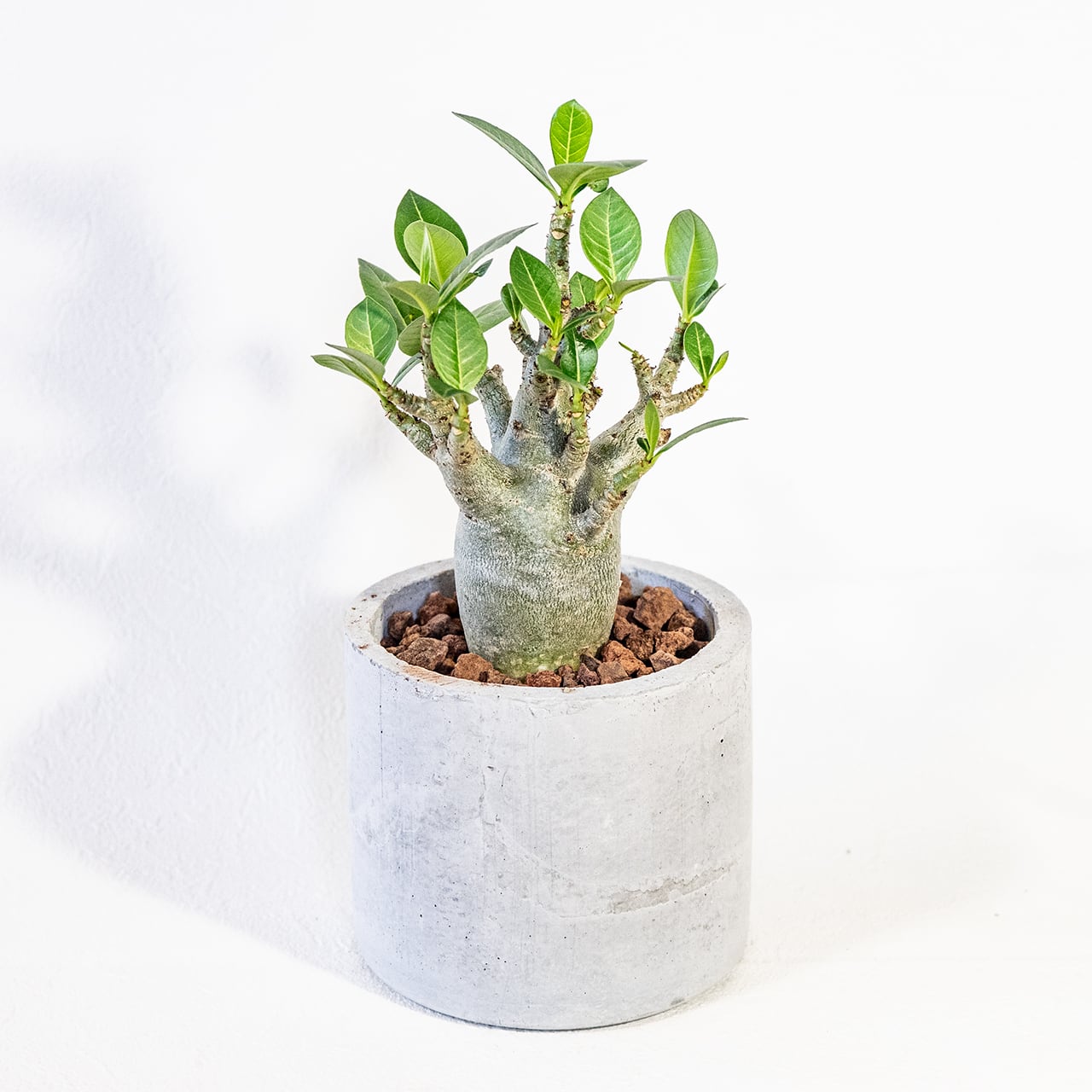 【ぷっくり可愛い塊根植物】なめらかな幹から伸びる緑葉が美しいアデニウム・ドワーフ。手づくりモルタル鉢に植え込んだ一点物。虫発生抑制(全国一律送料850円)