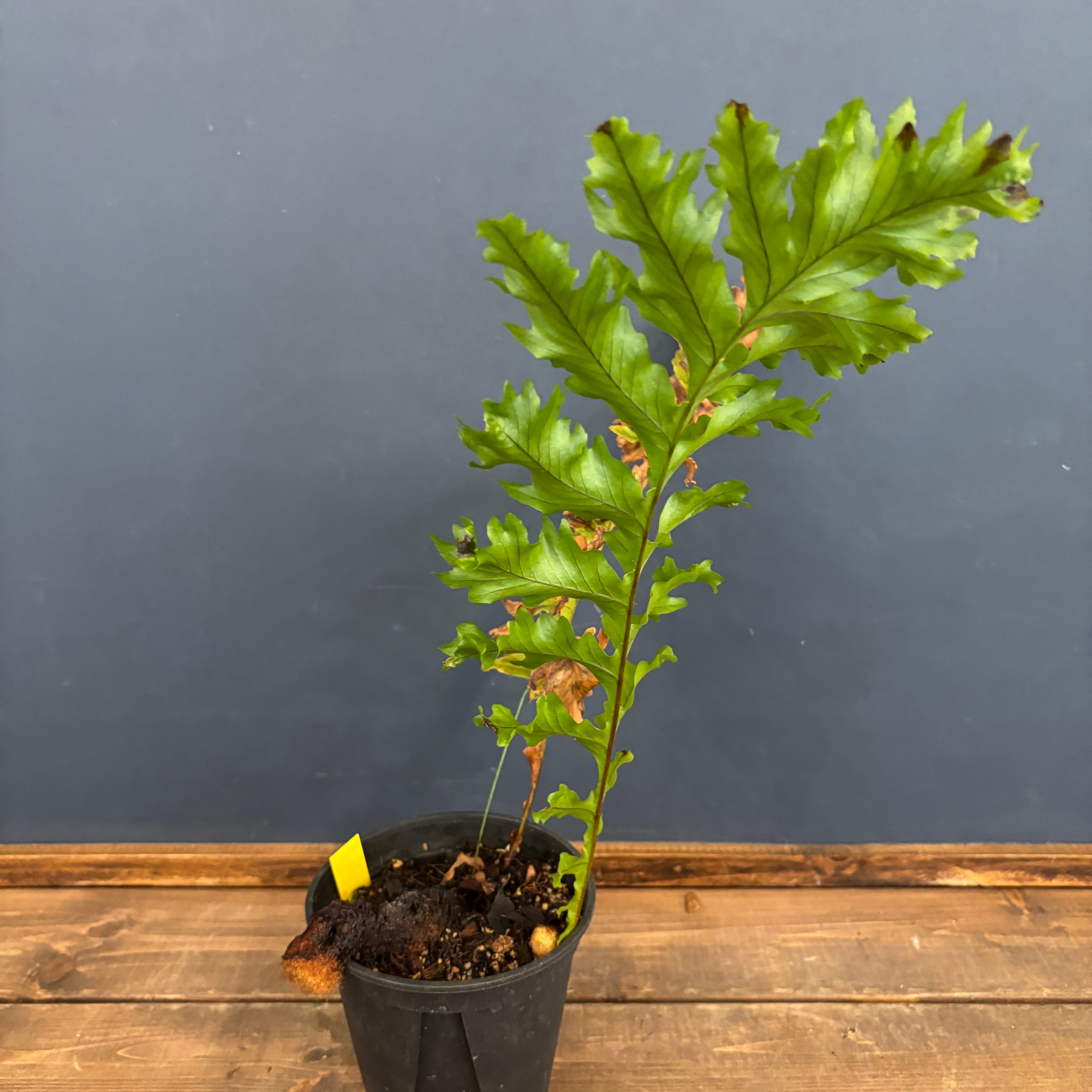 アグラオモルファ メイエニアナ クレステッド【71】 | PROTOLEAF