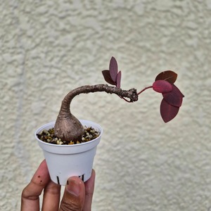 Sサイズ35〚フィランサス・ミラビリス〛Phyllanthus Mirabilis 塊根植物 コーデックス ポット発送