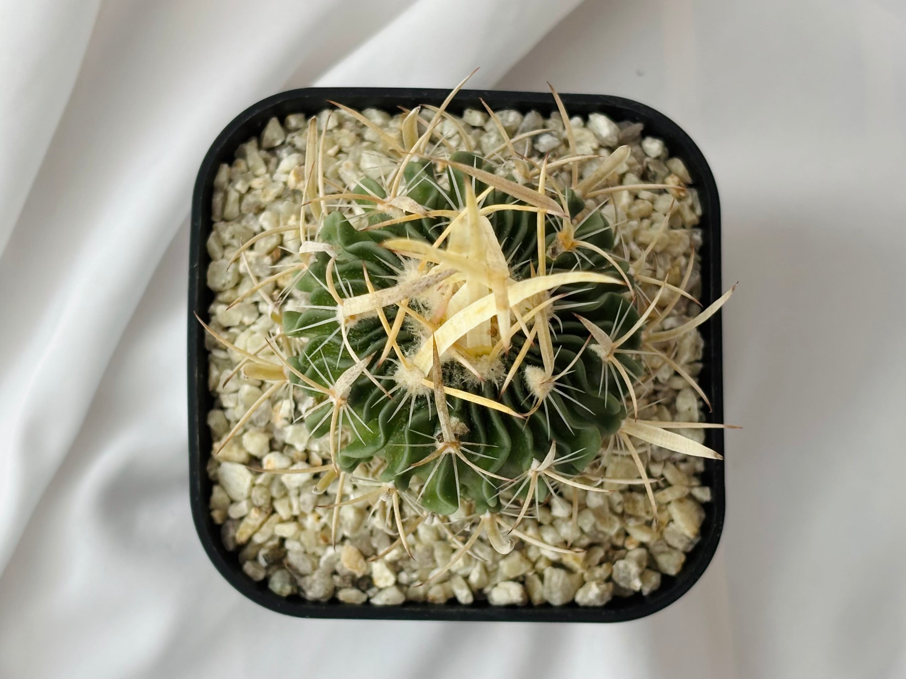 Echinofossulocactus エキノフォスロカクタス 長刺振武玉 サボテン