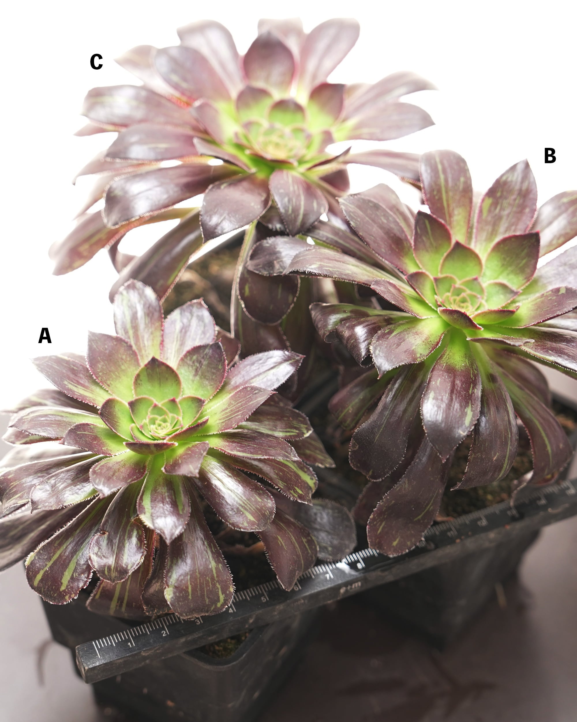 抜き苗 アエオニウム 水墨画 10～12cm Aeonium 'Ink Painting