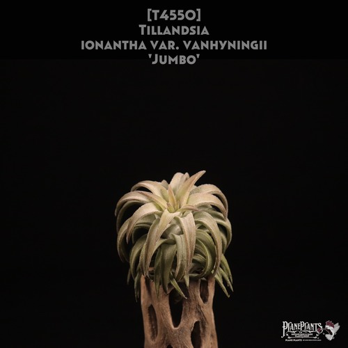 【送料無料】ionantha var. vanhyningii 'Jumbo'〔エアプランツ〕現品発送T4550