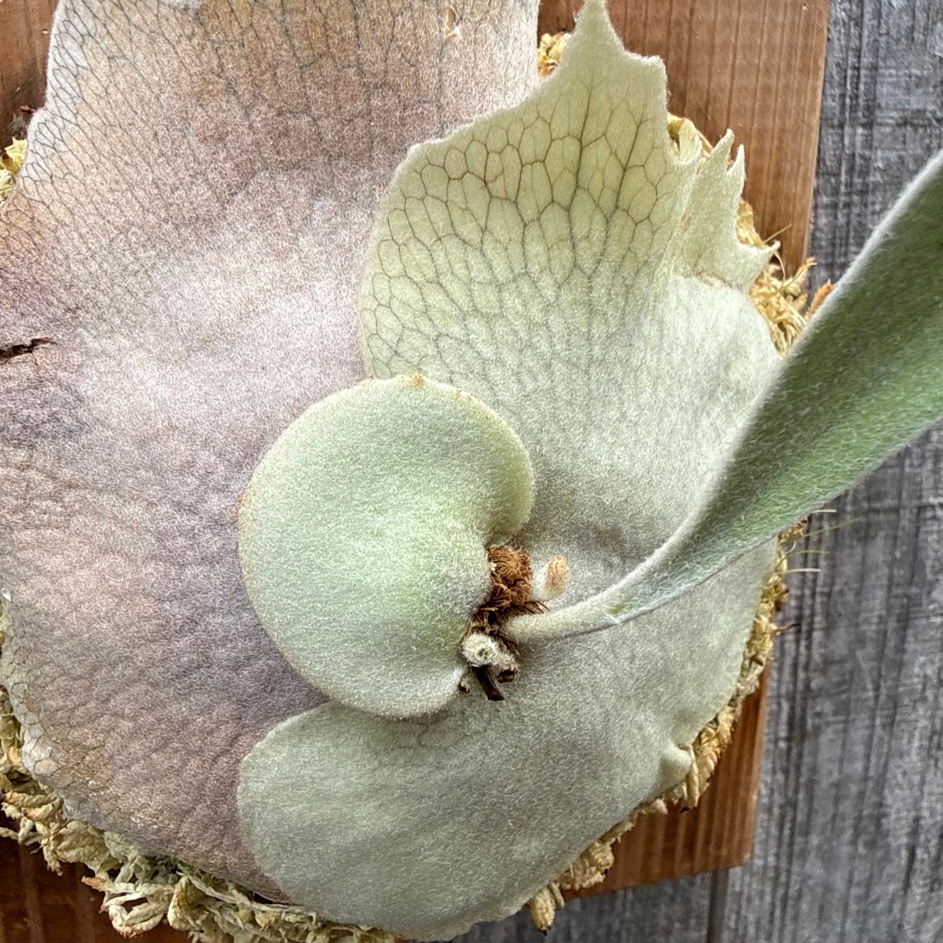 P. veitchii wild spore | naturefix