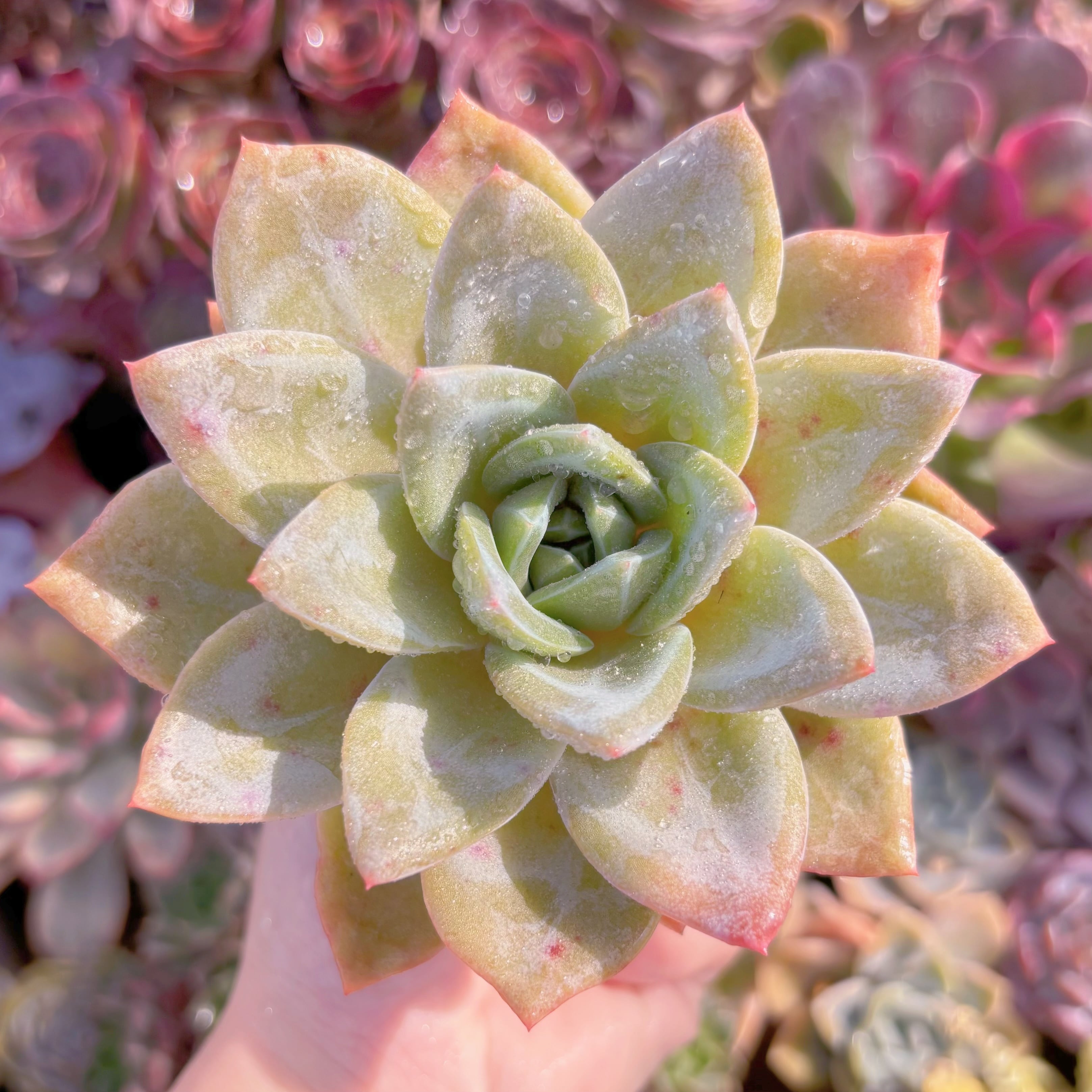 現品　シャンパンxジャムハート#615　るる農園