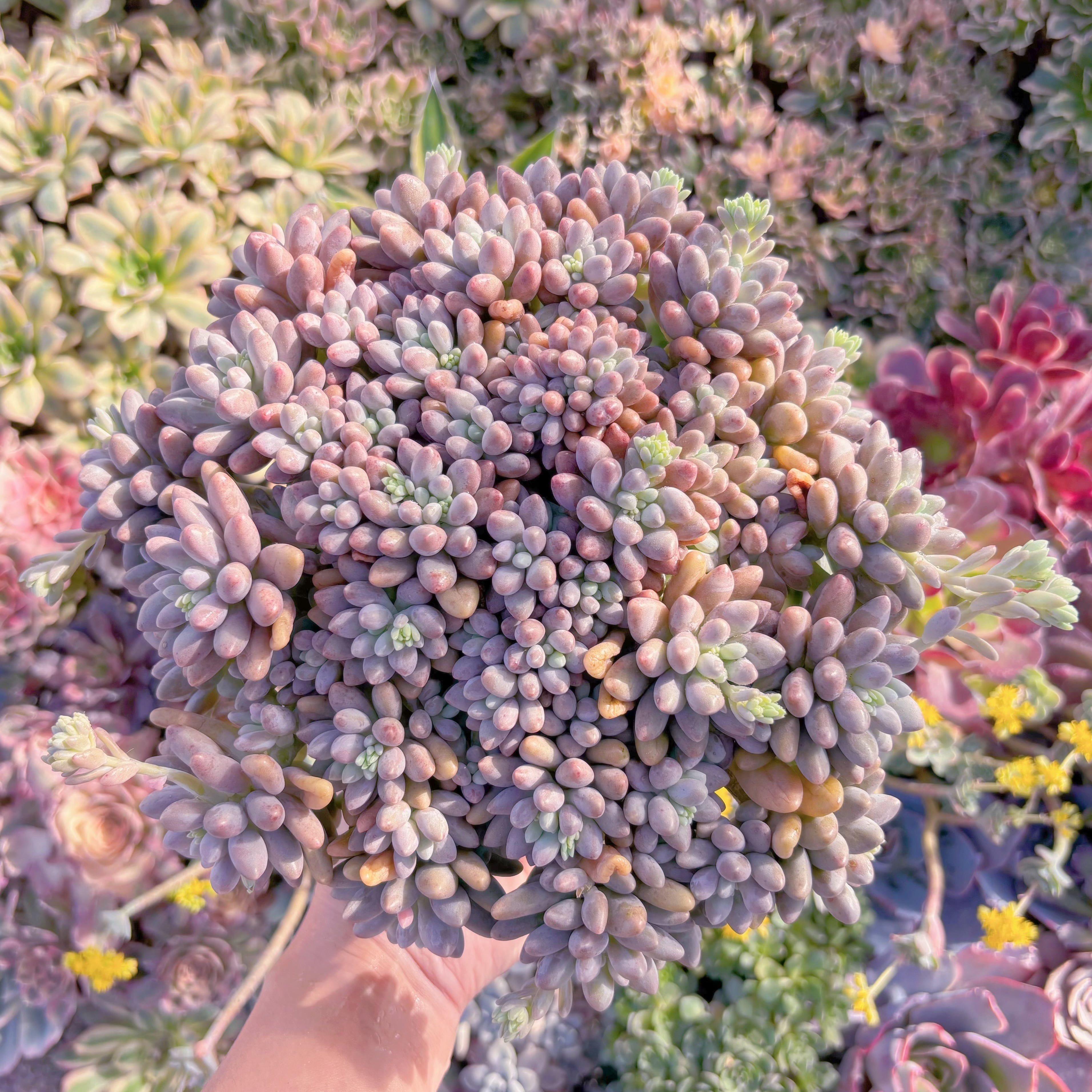 現品　エクスパトリマータxクレムネリア#M076　特特大群生　在庫僅少　新入荷　るる農園