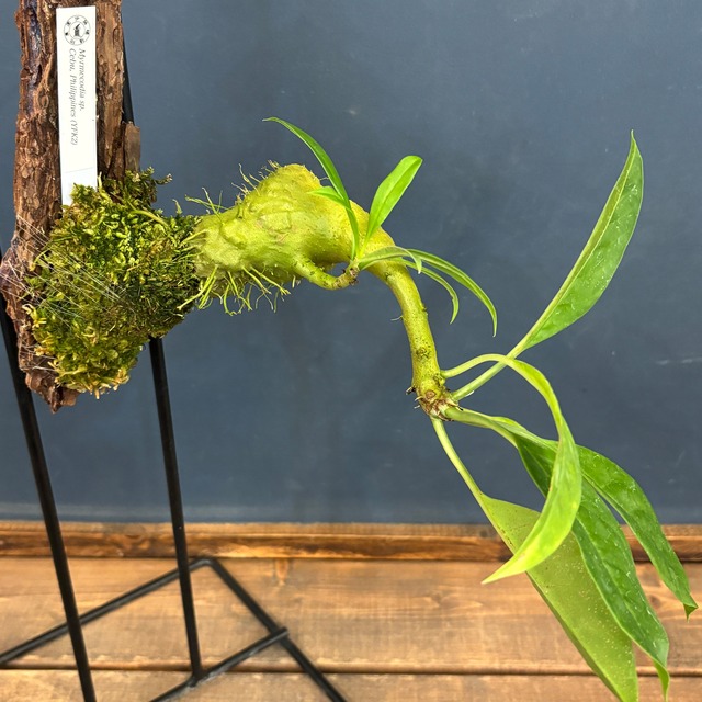 Myrmecodia sp. Cebu, Philippines【45】