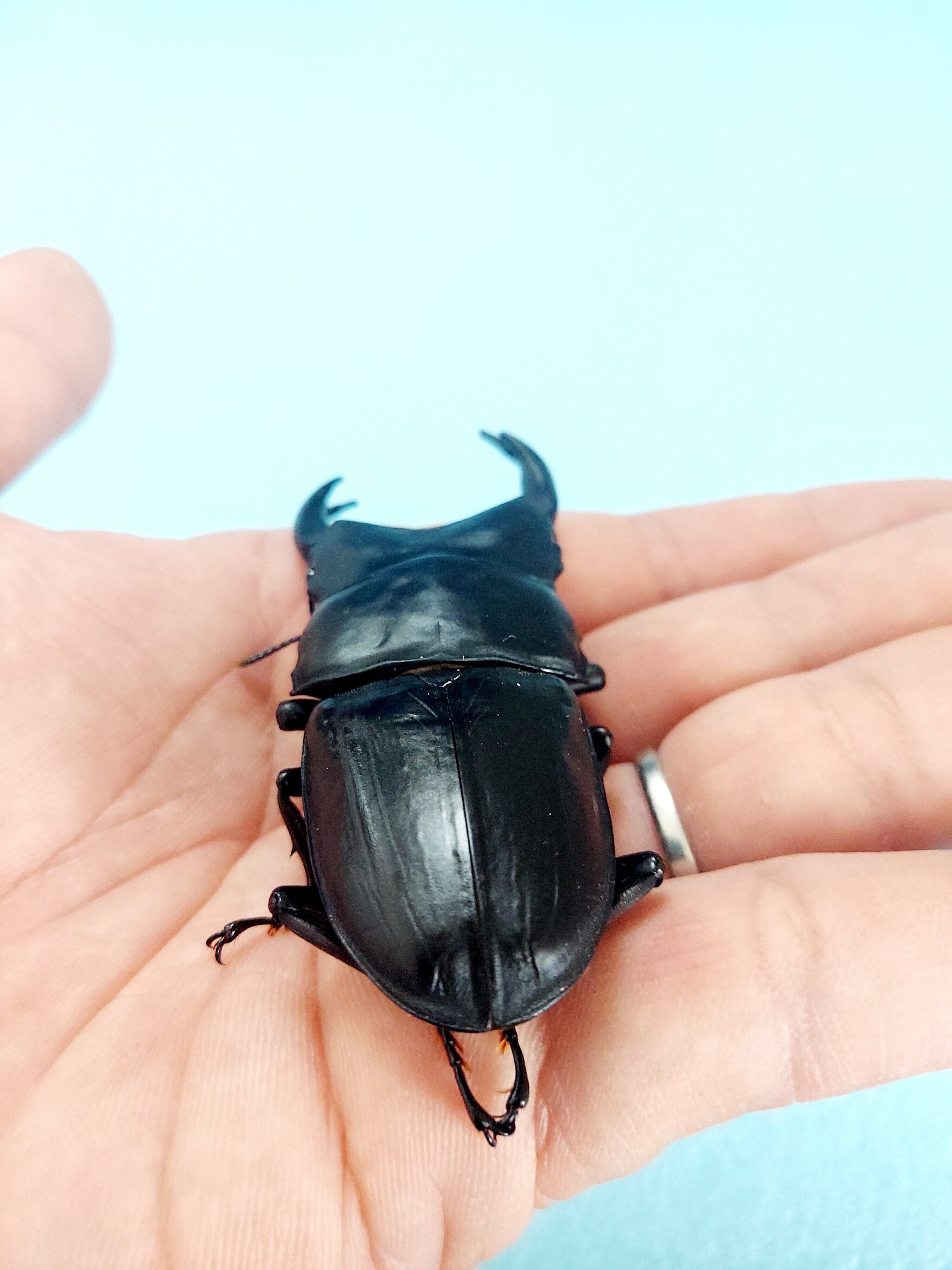 新成虫】能勢SR血統 オオクワガタ ♂️86.0㍉B(90.1同) 単品 ◎配送可 