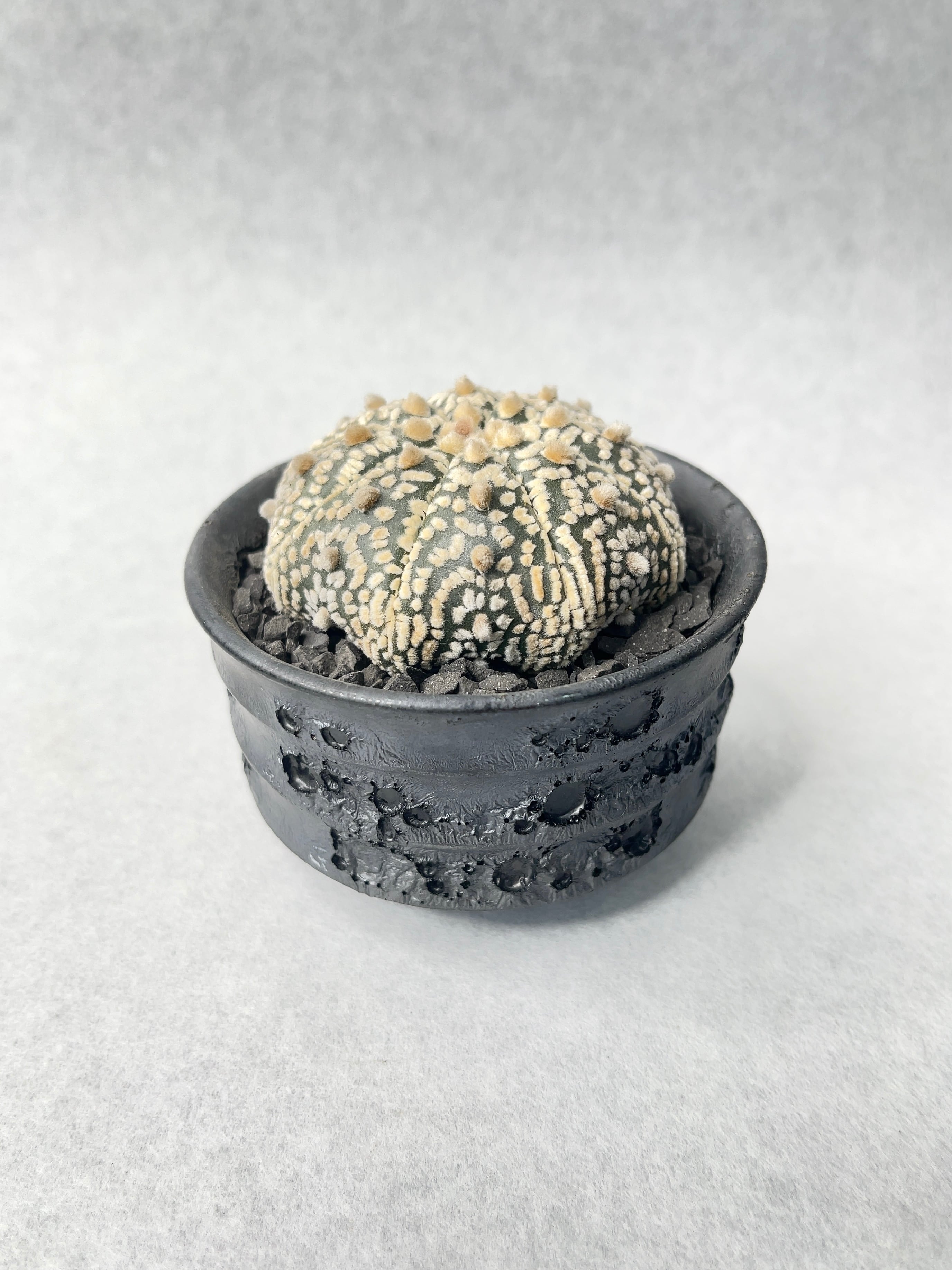 【大人用】兜　カブト　出世星兜　手作寄鉢 鉄錆地十八間二方白大円山形星兜／ホームメイト