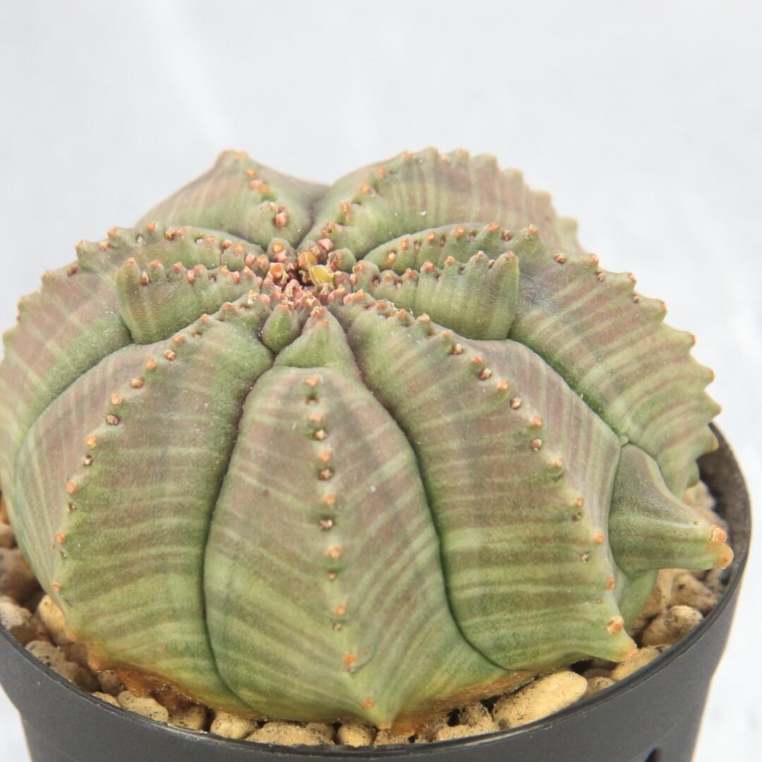 オベサ モンスト