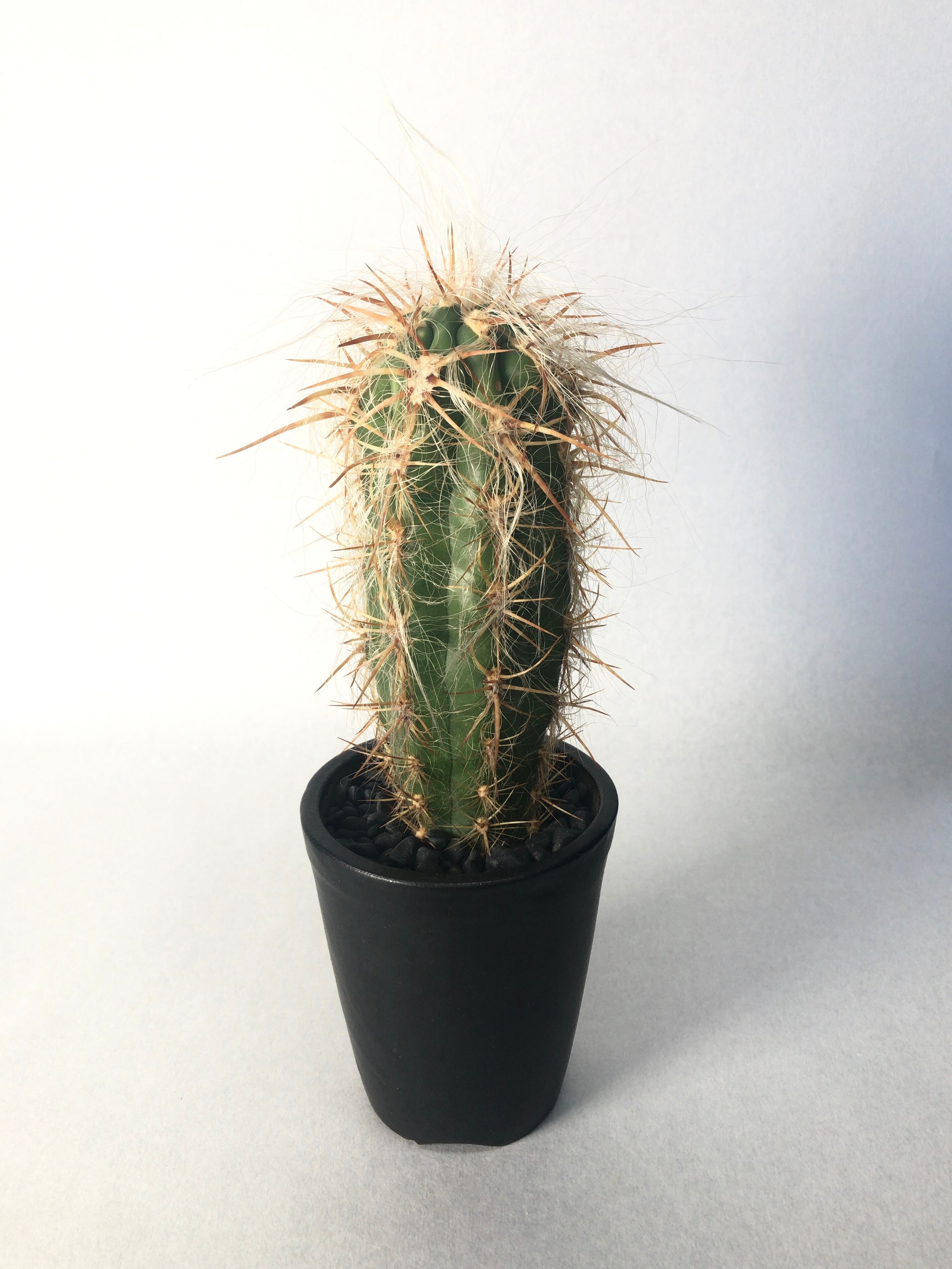 オレオセレウス・ライオン錦 | trigger