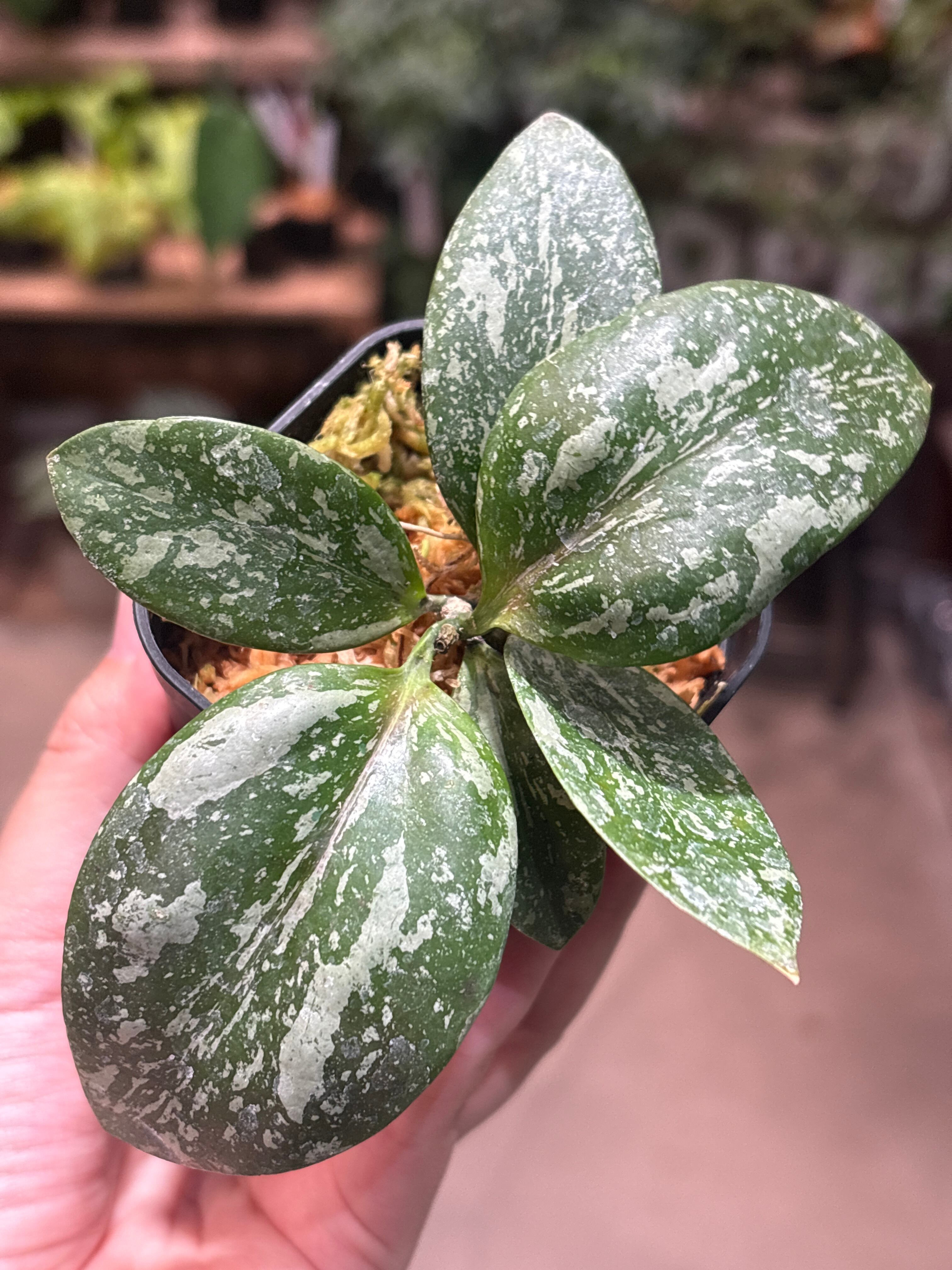 ホヤ グヌンガディン ゴースト | MIDORIYA 観葉植物専門店