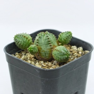 ころもけ®サボテン オベサブロウ