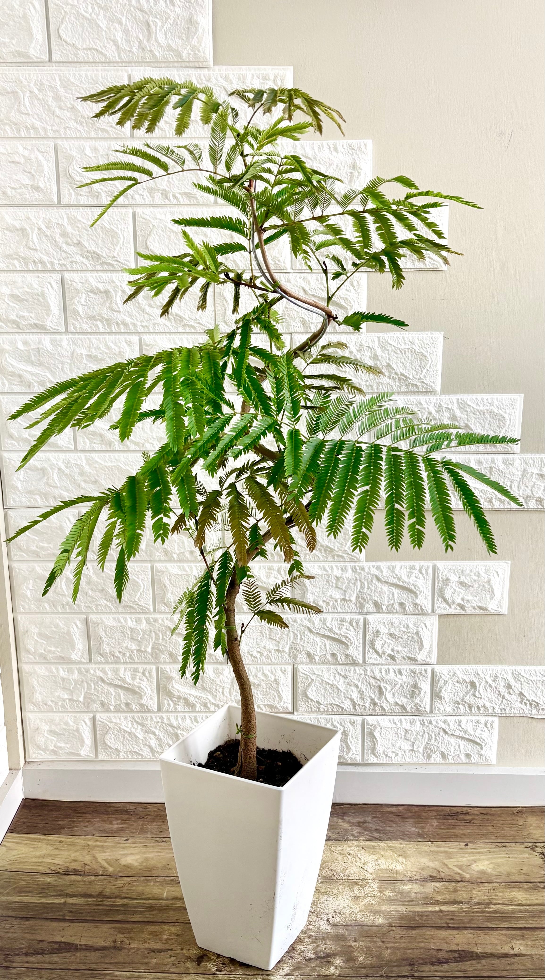エバーフレッシュ⭐️曲がり⭐️観葉植物 エバーフレッシュ⭐️曲がり⭐️観葉植物 | 観葉植物のお店 feerie