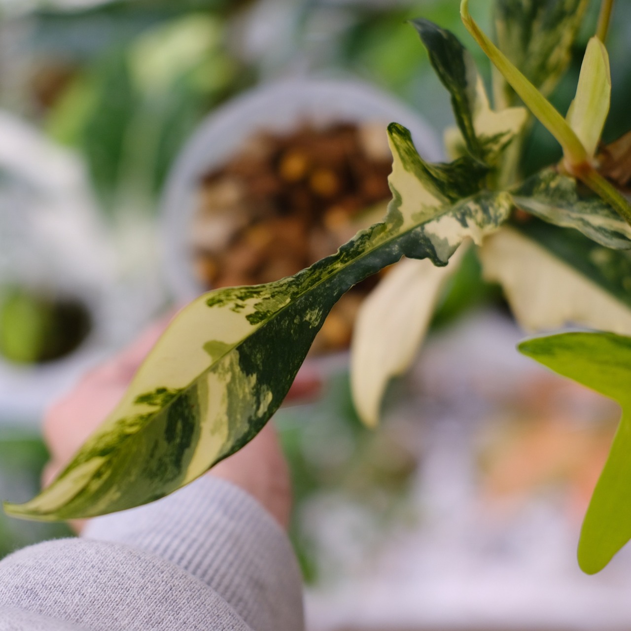 フィロデンドロン フロリダビューティー / P. Florida beauty⑫ / 観葉植物<育て方・花言葉>