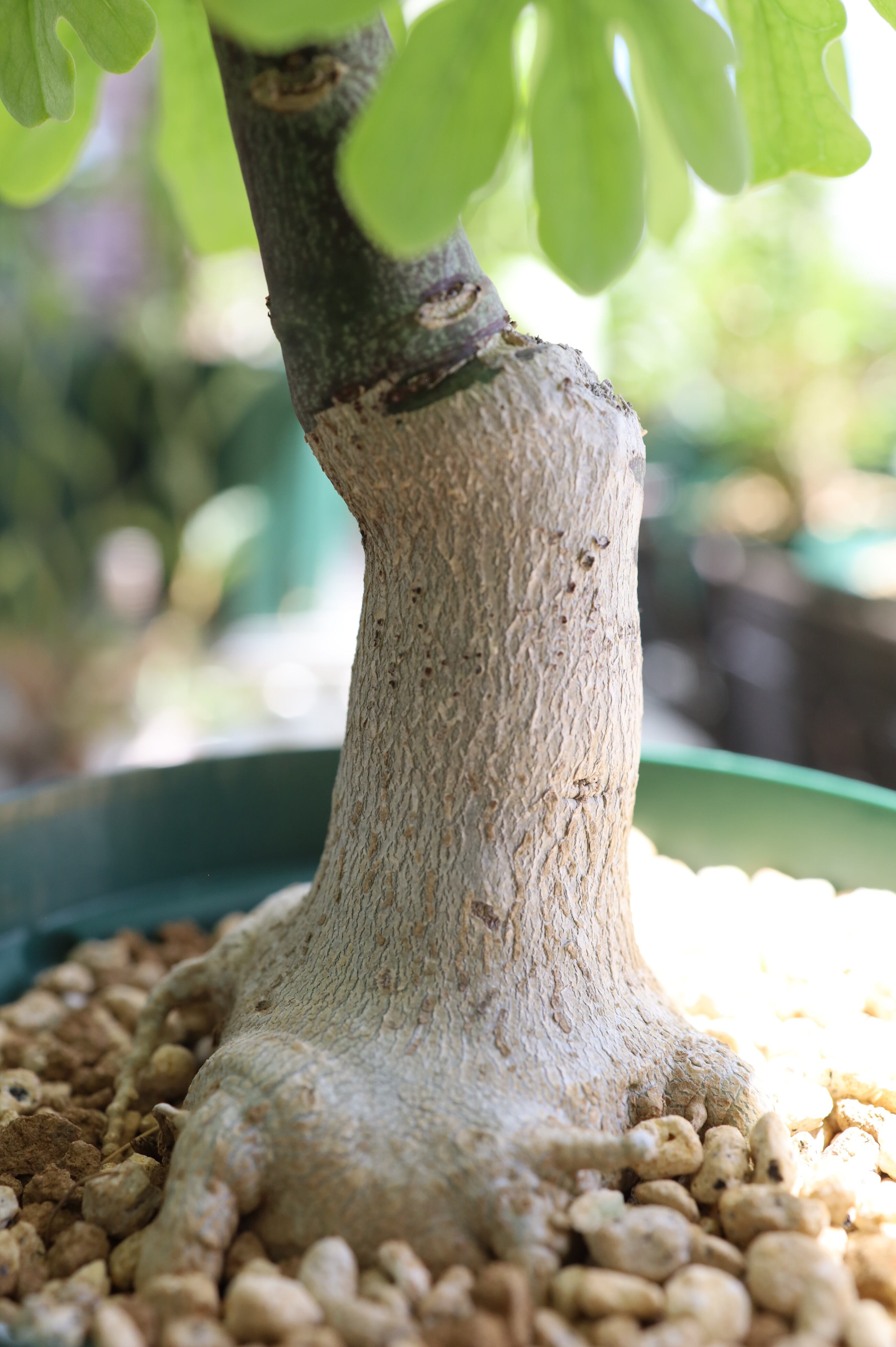 アデニア・グラウカ　valiem 現地球　発根済 アデニア・グラウカ valiem 現地球 発根済 Yahoo!オークション - 【草