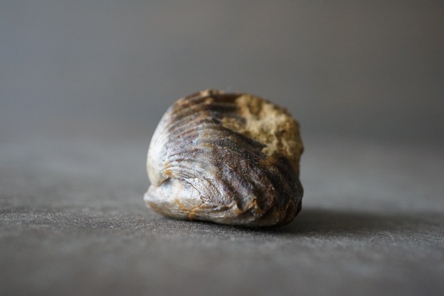 モロッコ産腕足類化石  Rynchonella sp. 1067