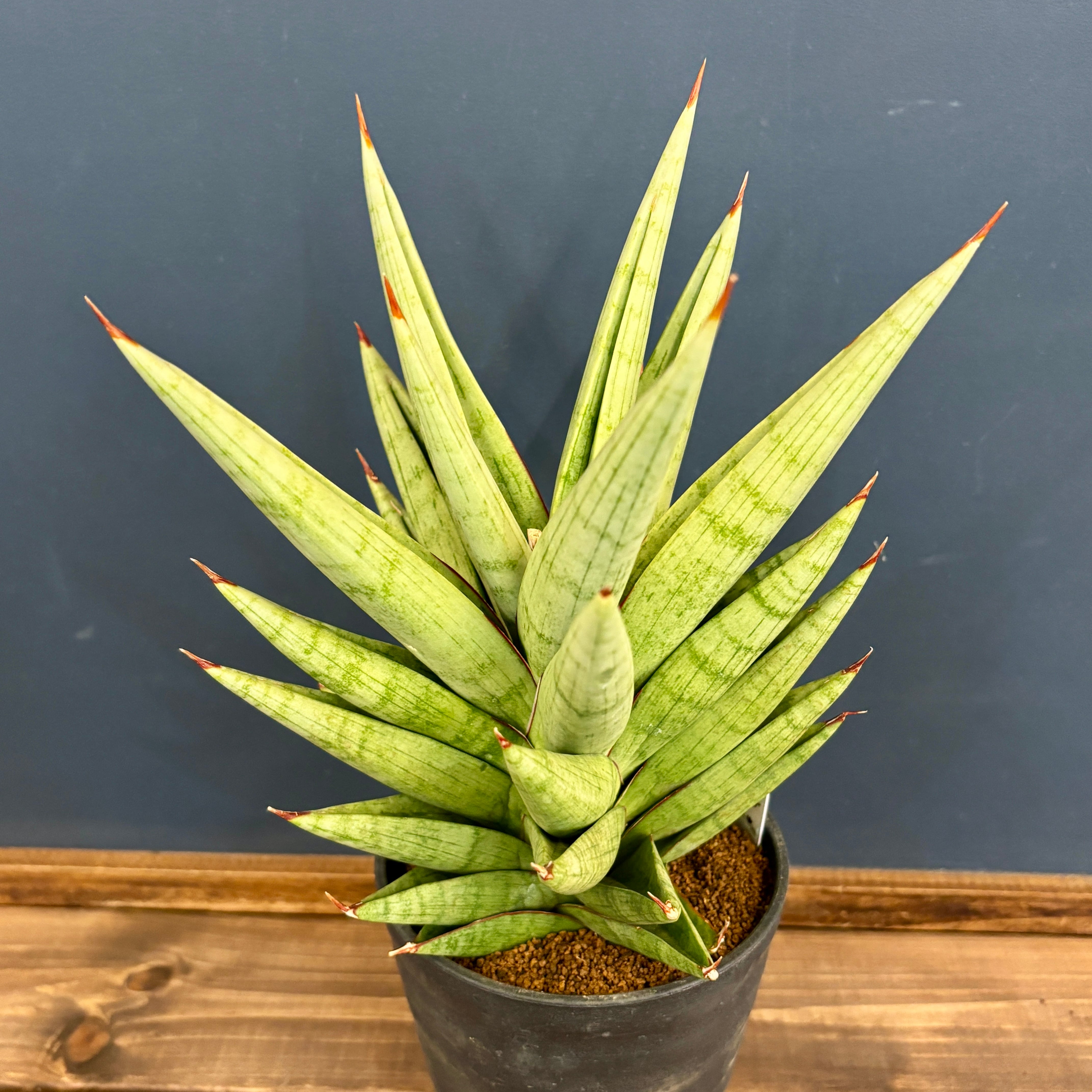 サンスベリア(サンセベリア) アポロ【1029】 | PROTOLEAF プロトリーフ