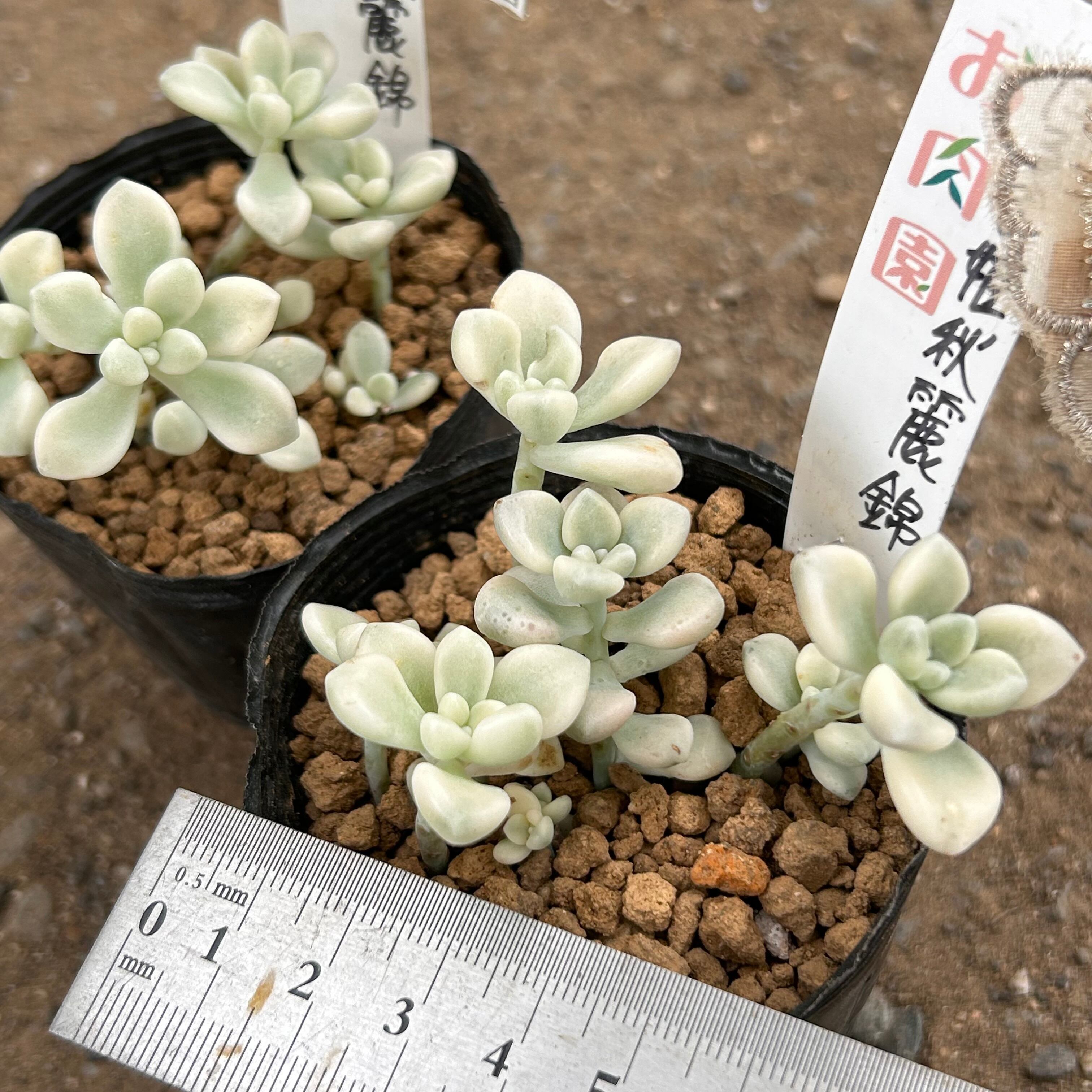 だるま姫秋麗錦 | RuPo 多肉植物専門店