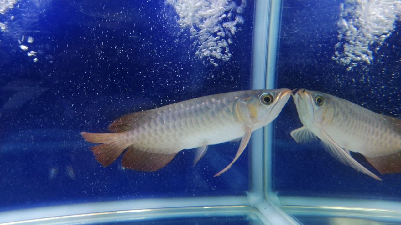 紅龍 スーパーレッド アジアアロワナ 22 5928 証明書付 アロワナ等の大型魚 熱帯魚のオンライン販売店 Aroholic アロホリック