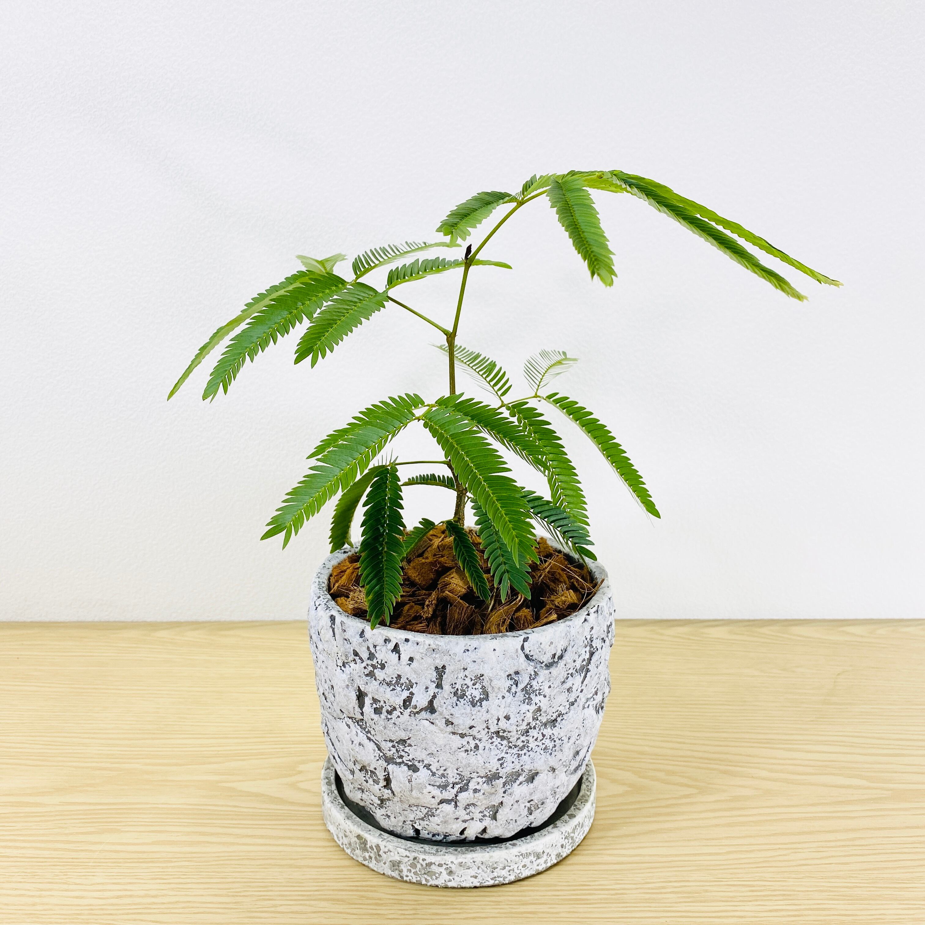 エバーフレッシュ ネムノキ 観葉植物 1点もの このサイズは成長を楽しむことができます Herbree 観葉植物の通販