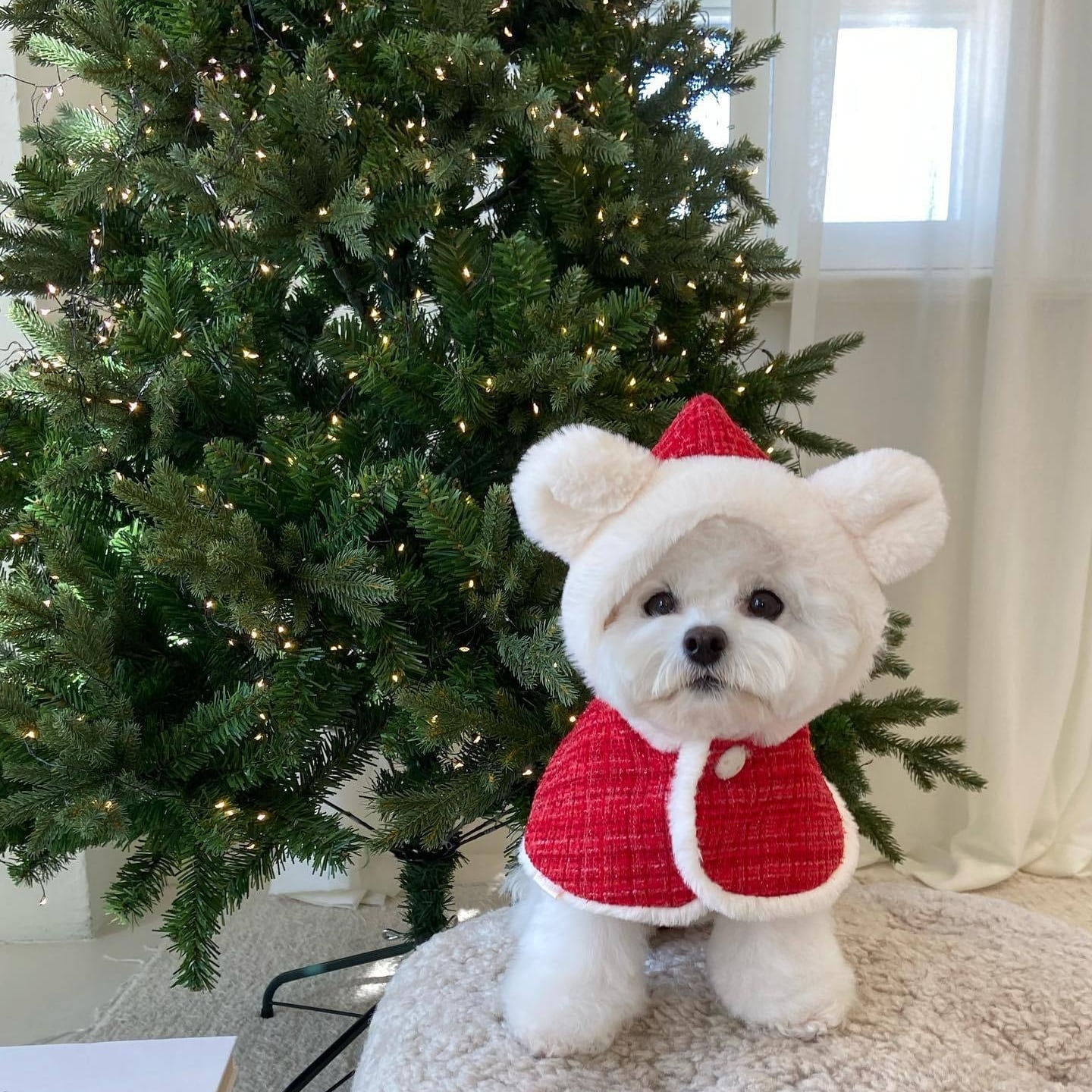 ポンチョ ワンサイズ】くま耳 ポンチョ /犬服 犬の服 ドッグウェア