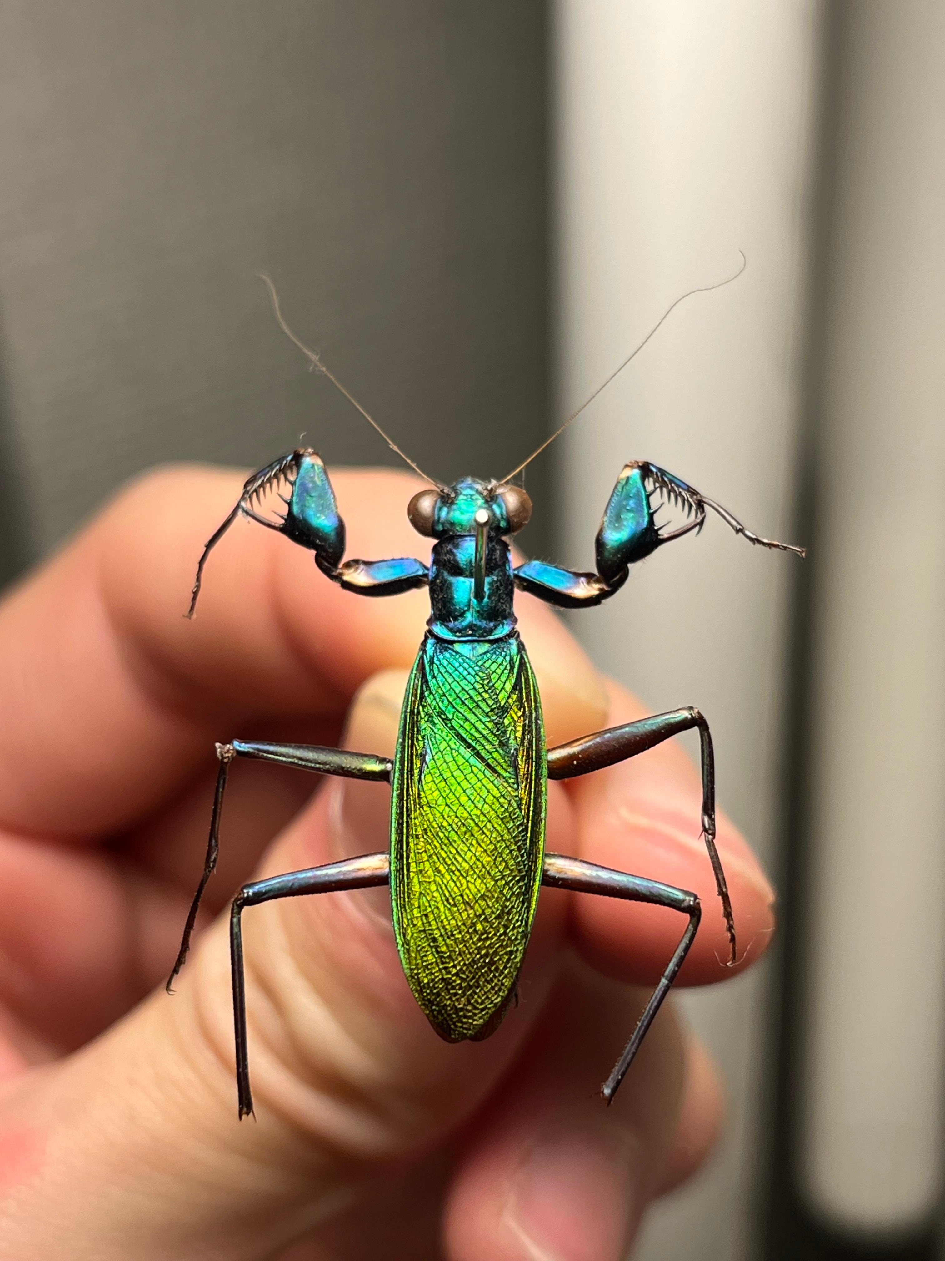 ケンランカマキリ 昆虫標本 2ペア マレーシア 自由研究 標本】ケンランカマキリ スパイダーマンティスレッドローチ