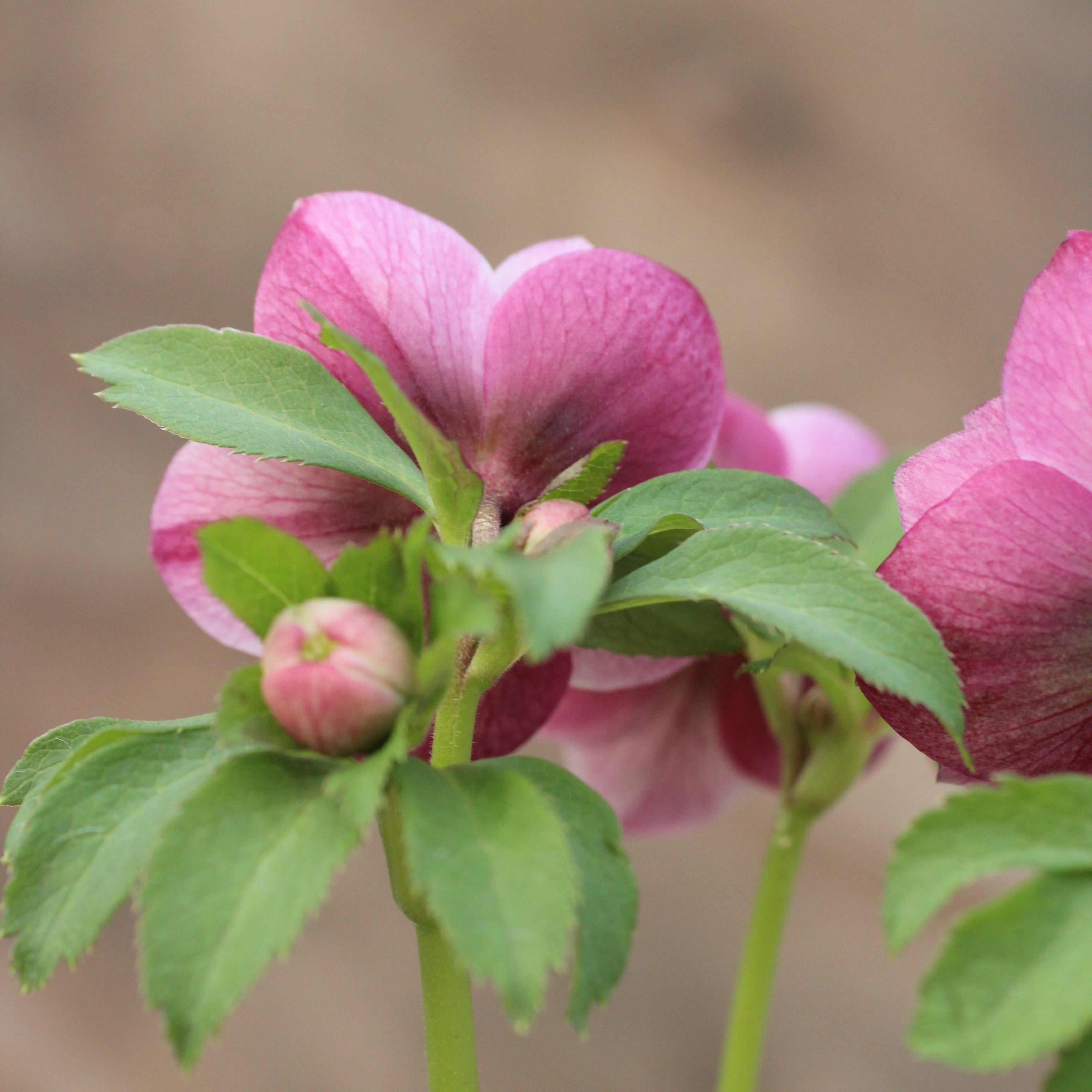 ㉖-219クリスマスローズ WS26-072 クリスマスローズ ウィンターシンフォニー ピンクフラッシュ