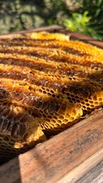 【200g】日本蜜蜂 非加熱はちみつ