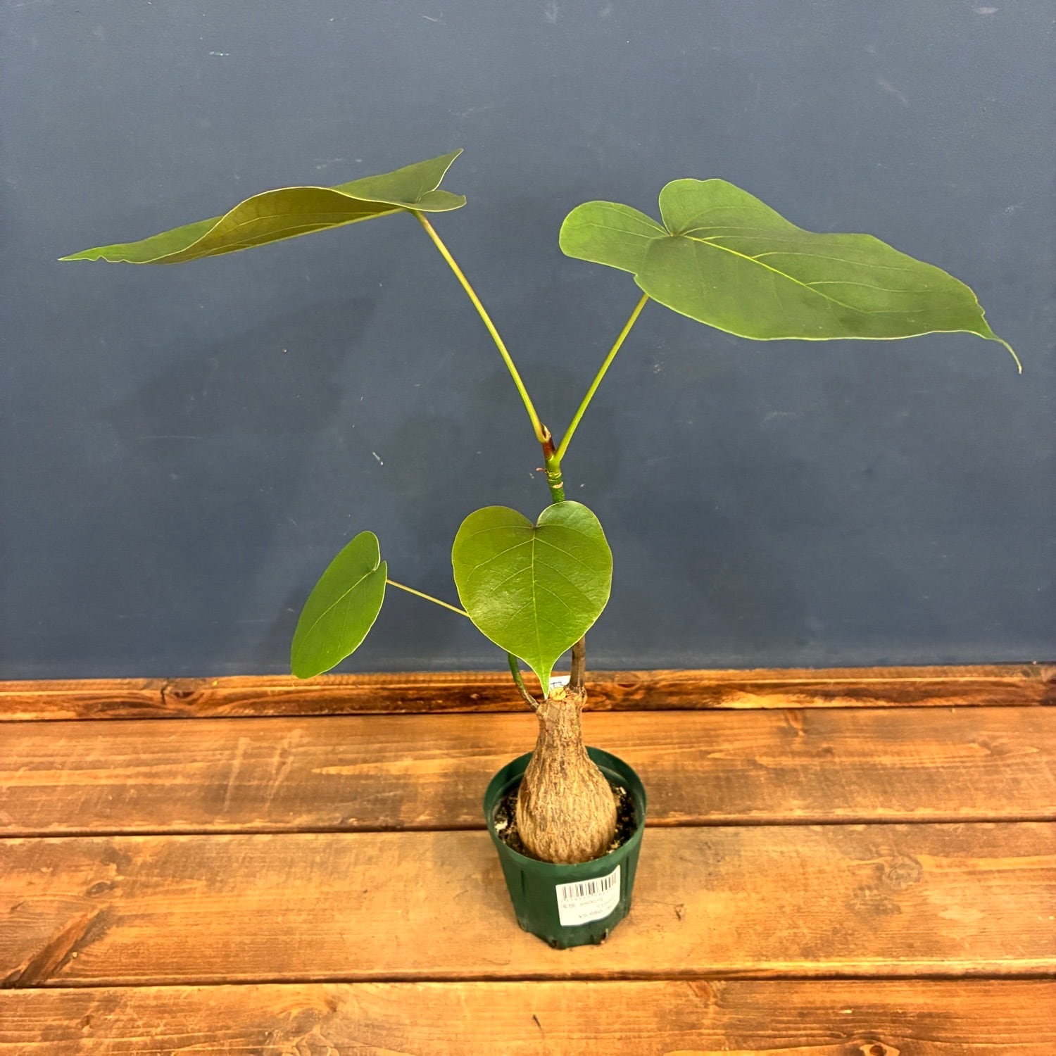 ボンバックス　エリプチカム プセウドボンバックス エリプチカム【914】 | PROTOLEAF プロトリーフ