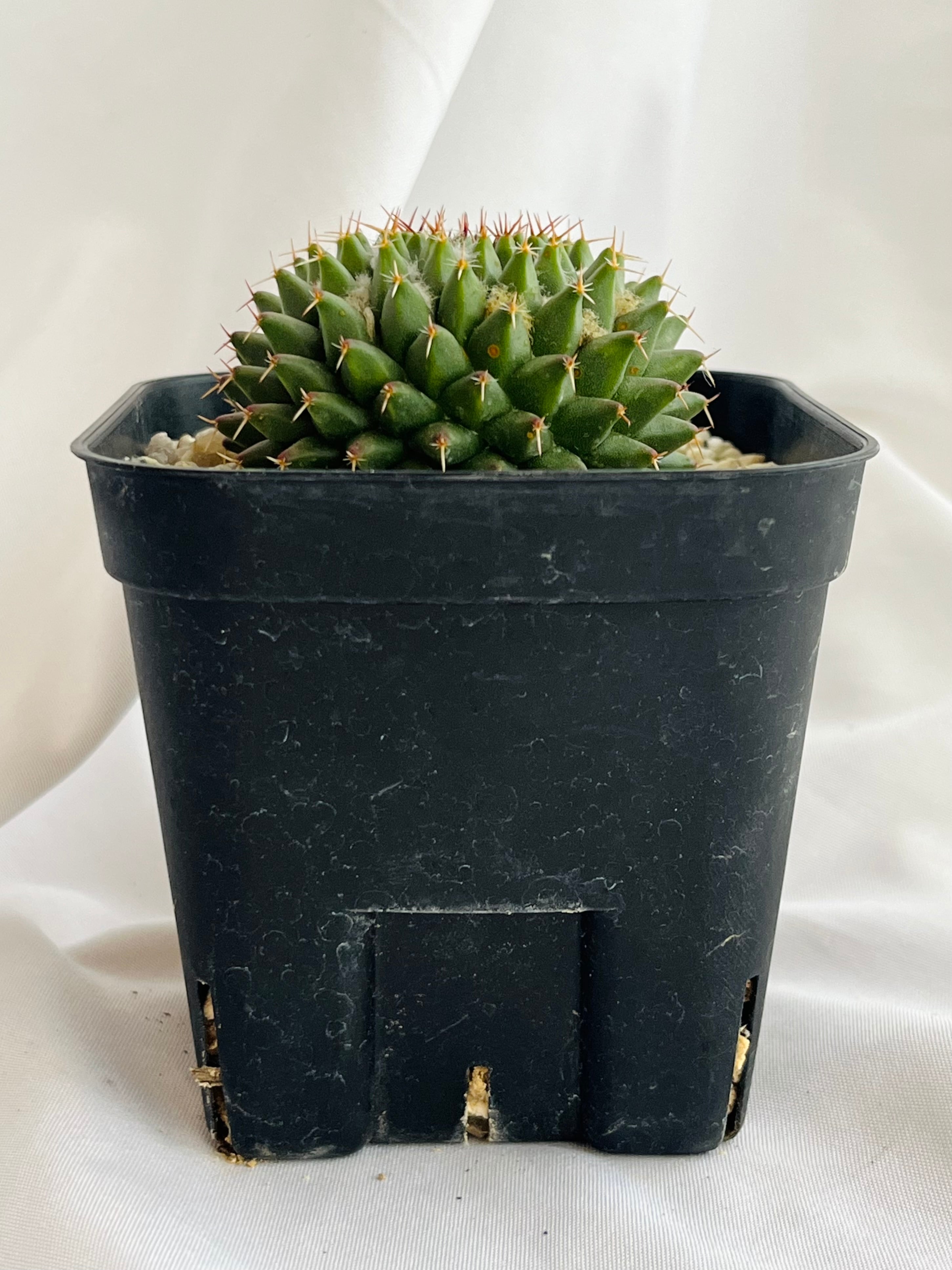 Mammillaria sempervivi v. caput-medusae マミラリア 景清 サボテン