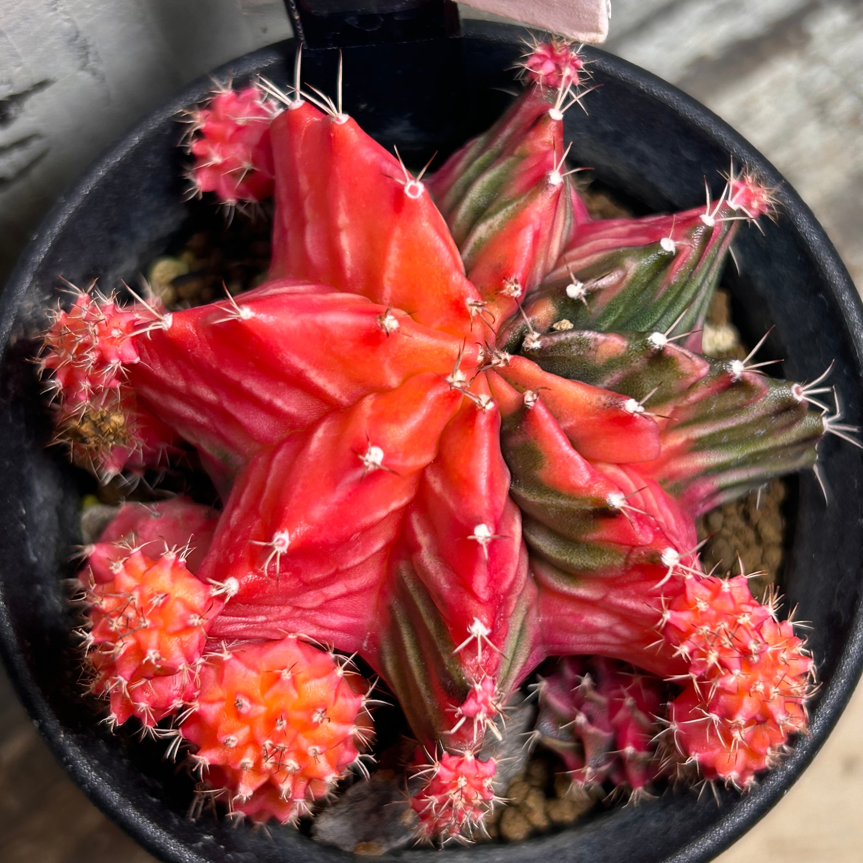 T)①ギムノカリキウム ミハノビッチ バリエガータ | RuPo 多肉植物専門店