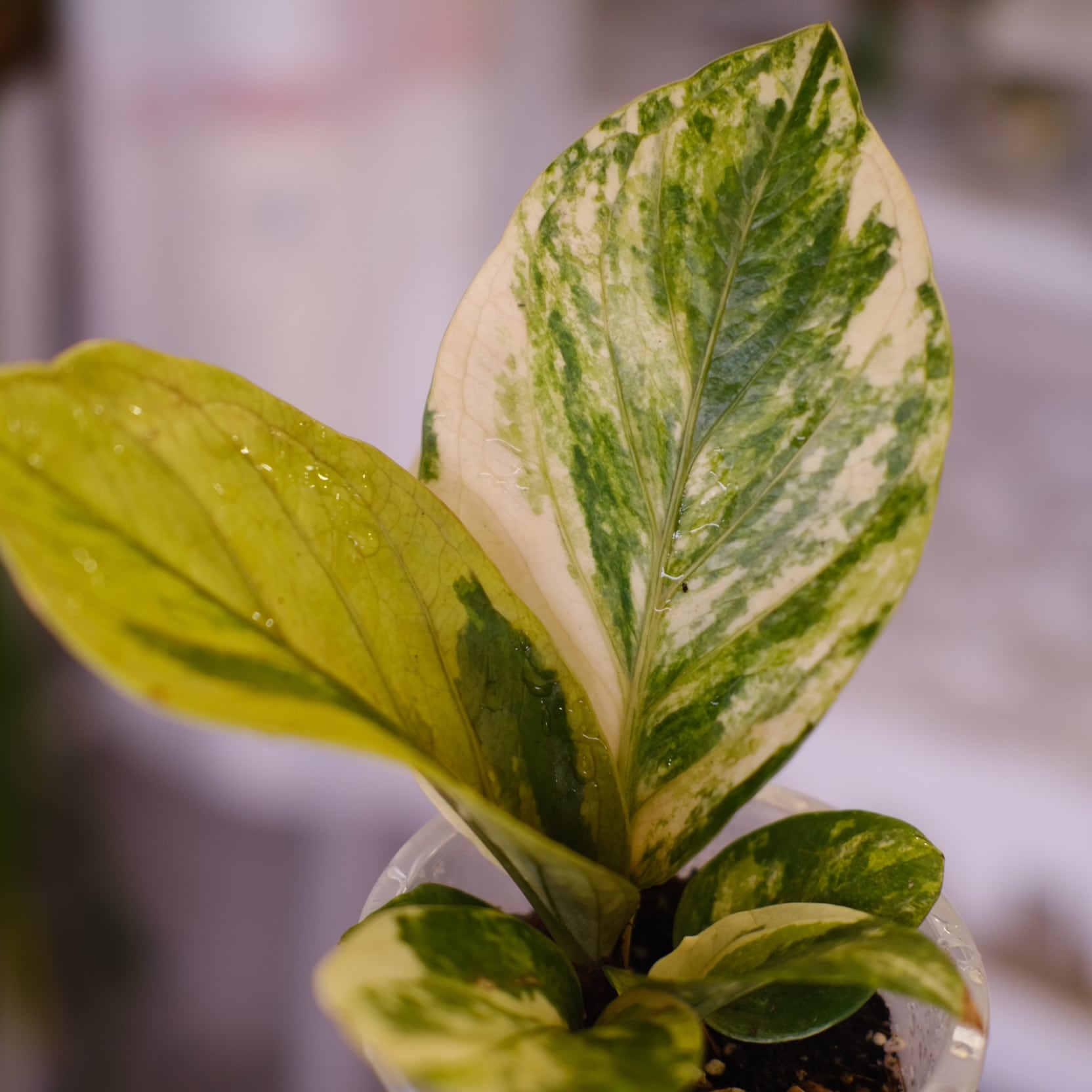 【HS】アンスリウム　斑入り Anthurium hookeri variegata｜アンスリウム フーケリー 斑入り｜観葉