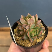 farmPALKさん苗 エケベリア レッドギルバ × ザラゴーサSPノバ【529】