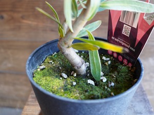 【現物】プロテア　”スペシャルピンクアイス”　A