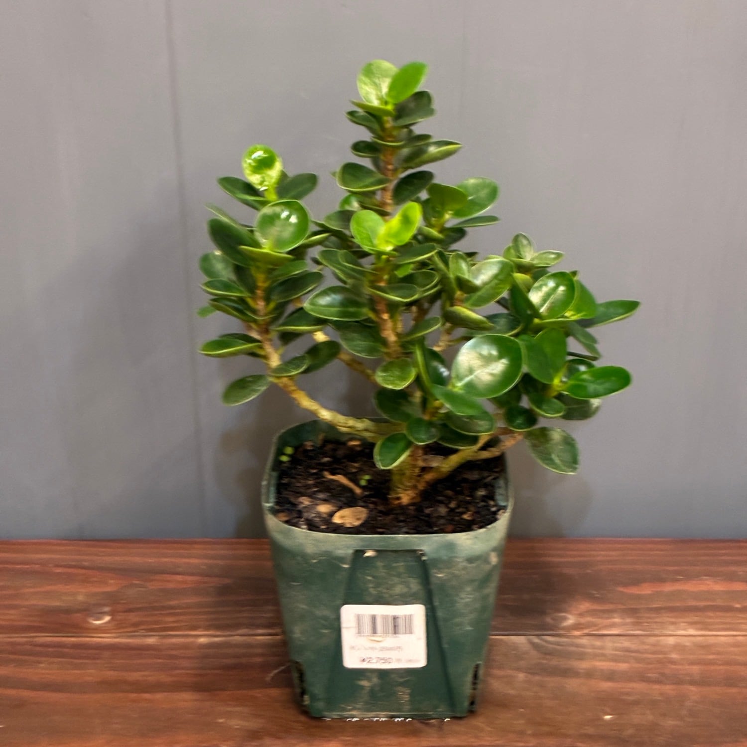 新着3日限定10%OFF】パンダガジュマル【808】 | PROTOLEAF プロトリーフ