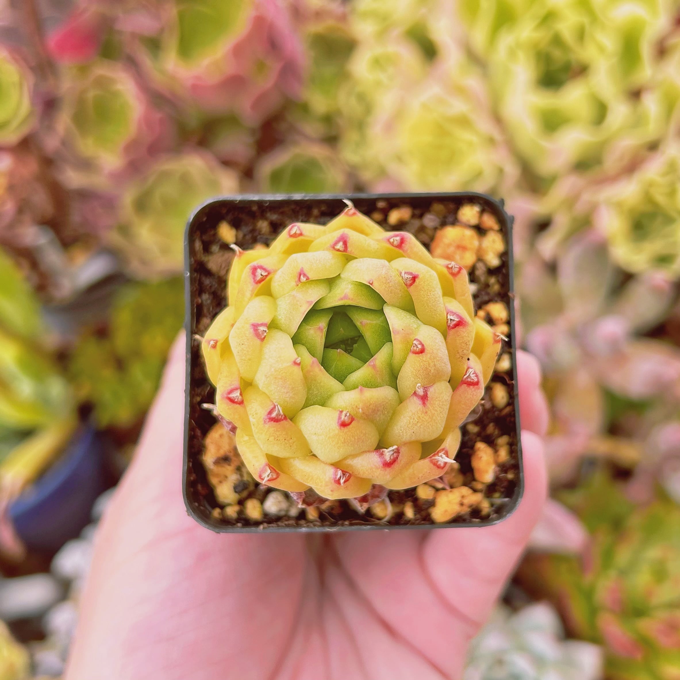 a4d583da01a1f3da8f92deb656cba2