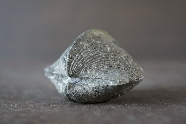 オハイオ州産黄鉄鉱化腕足類化石 Paraspirifer bownockeri 1065