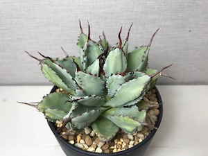 アガベ ポタトラム 'キュービック'