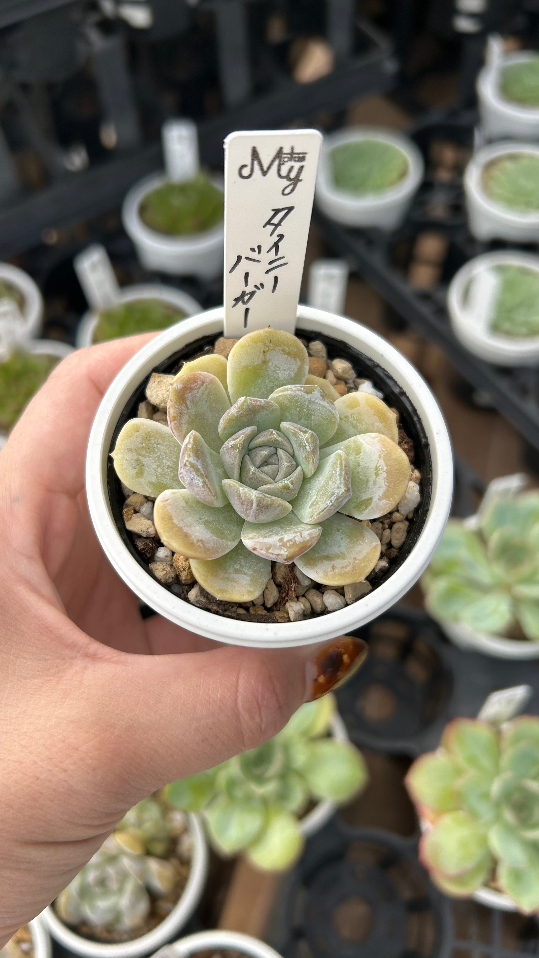 デントラチェム 多肉植物 エケベリア 安心の生産ポットそのまま販売