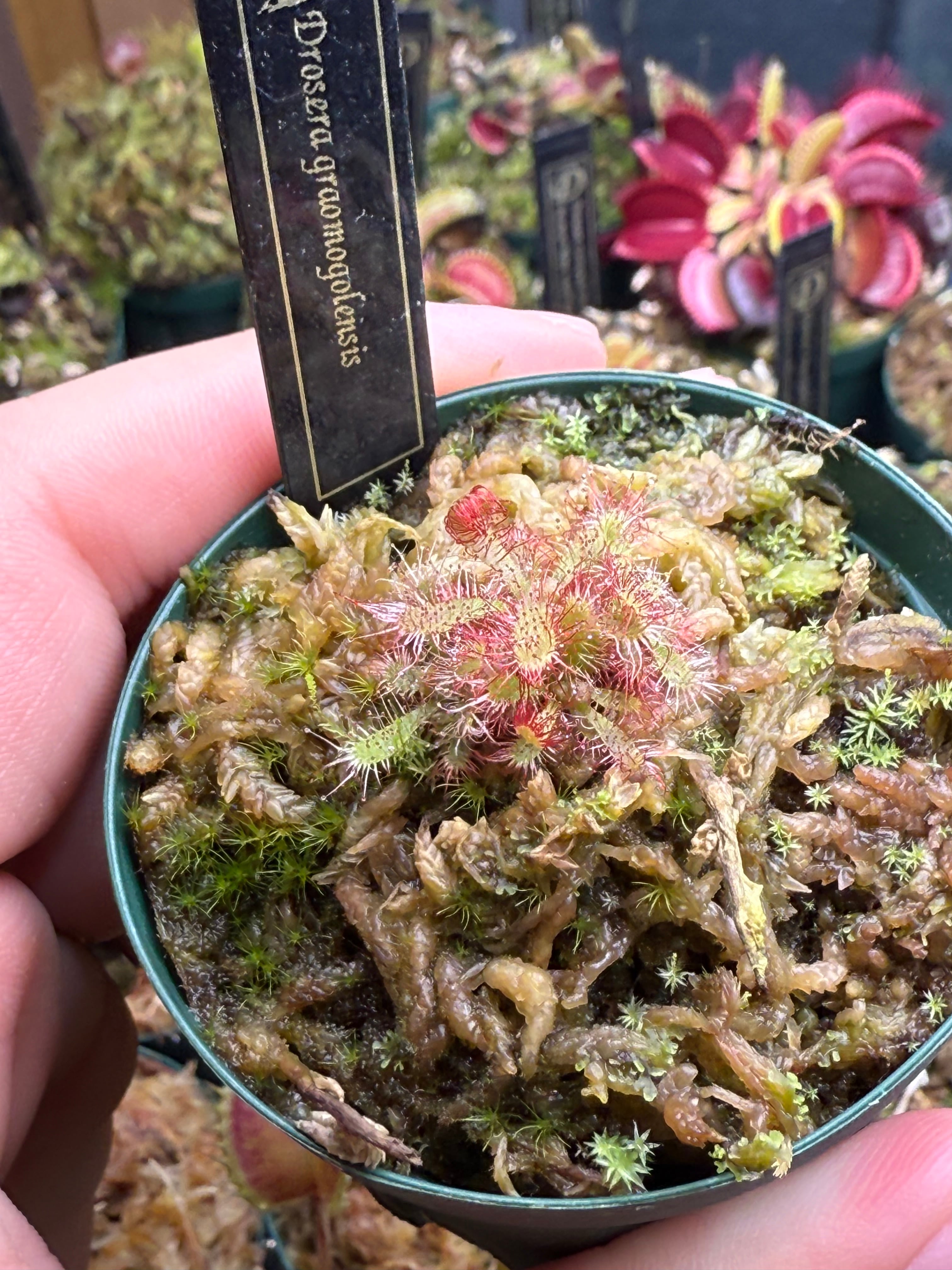 セファロタス seedling of Hummer’s Giant BCP Cephalotus folicularis seedling of Hummer's Giant 06 BCP