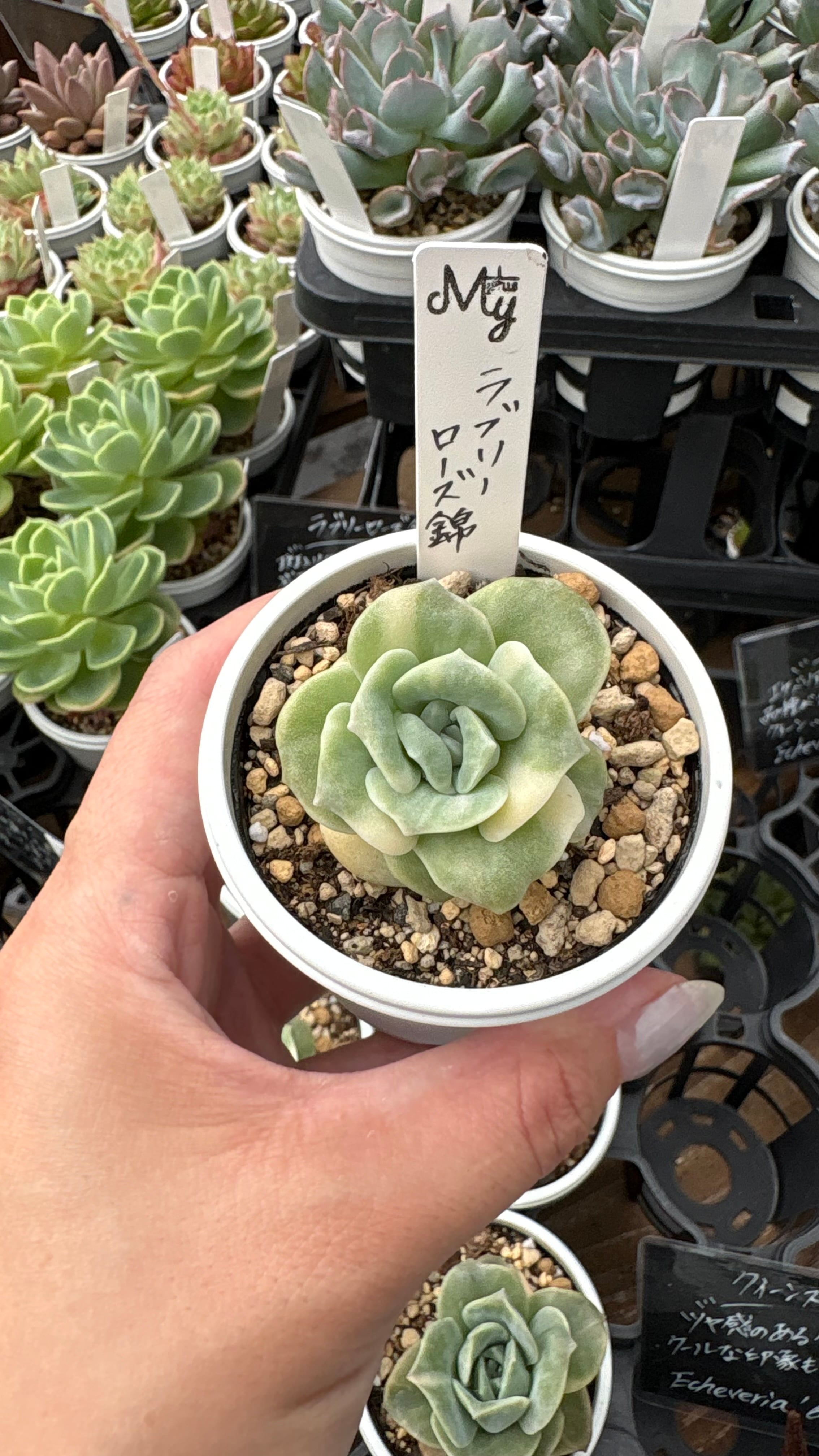 多肉植物専門店MYplus