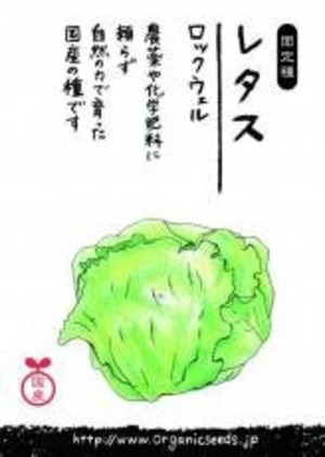 国産レタス(ロックウェル) 約１２０粒　ＮＬＳ